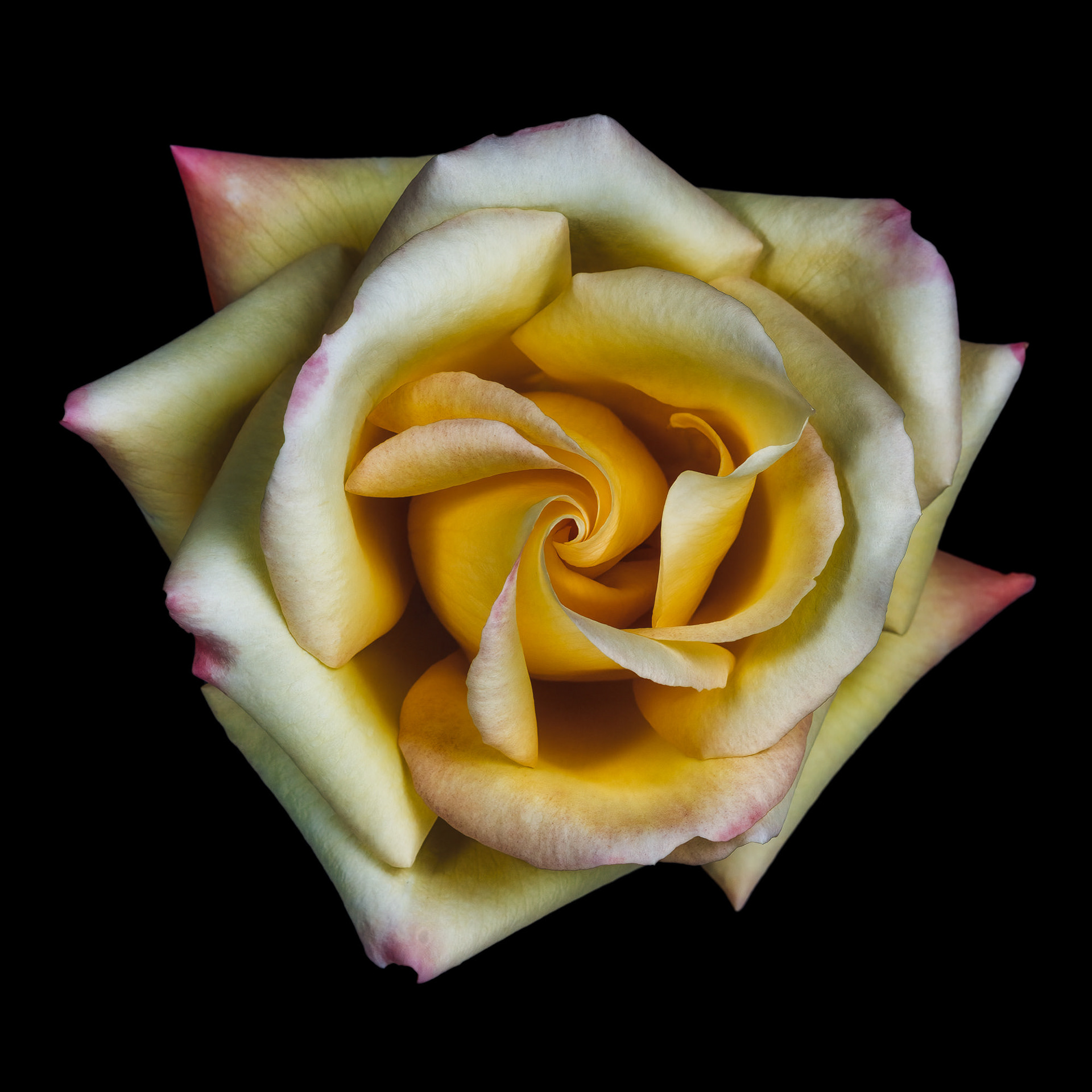 Rosa 'Peace'