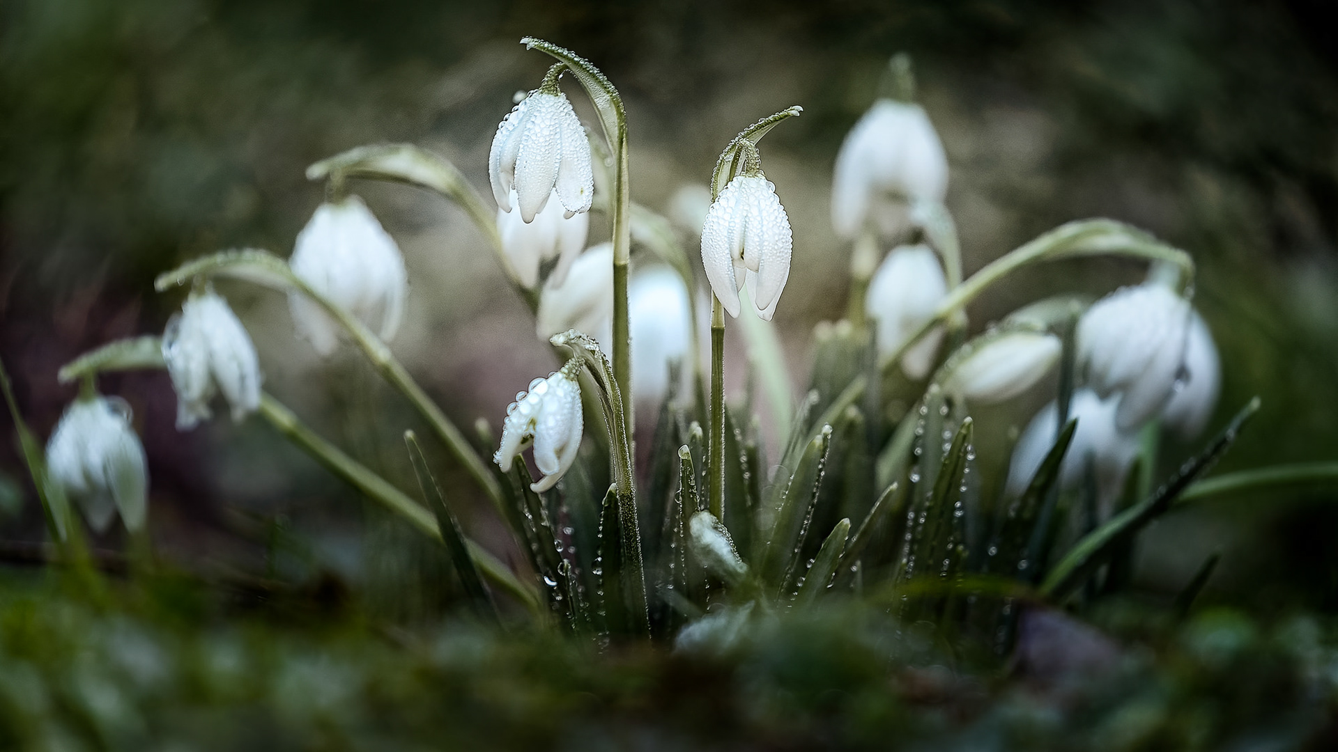Snowdrops, Batsford Arboretum, UK