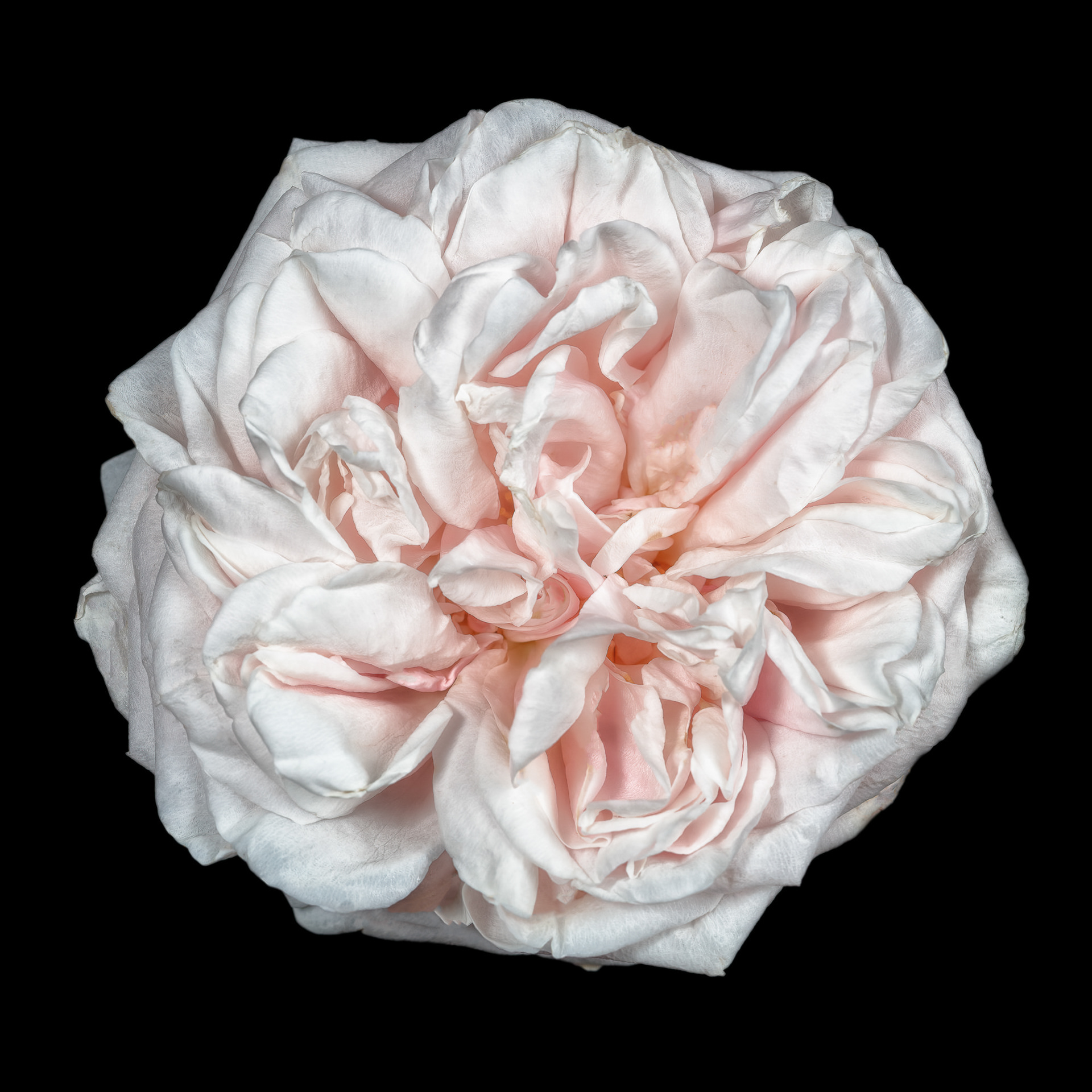 Rosa 'Souvenir de la Malmaison'