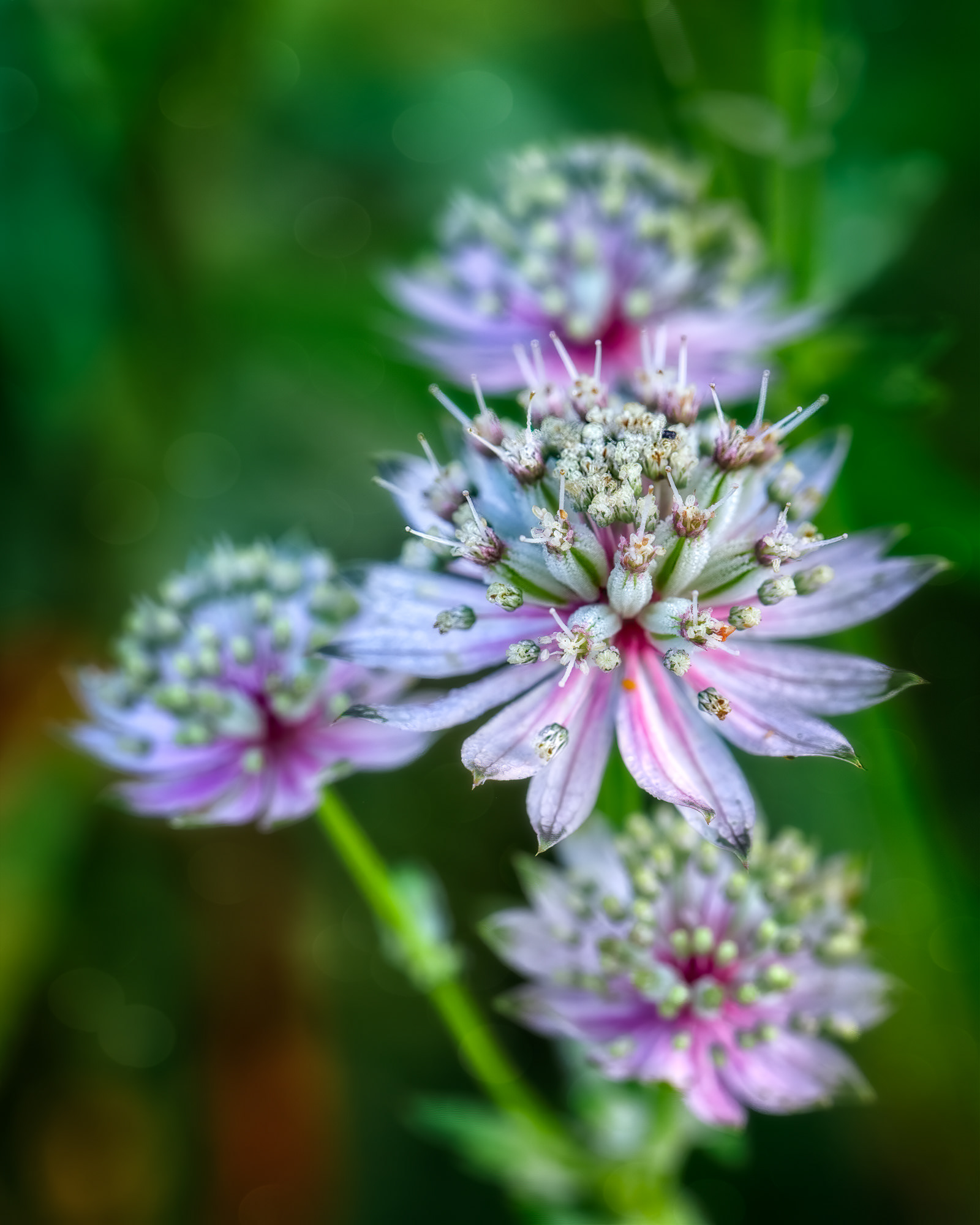 Astrantia, Asturias, Spain