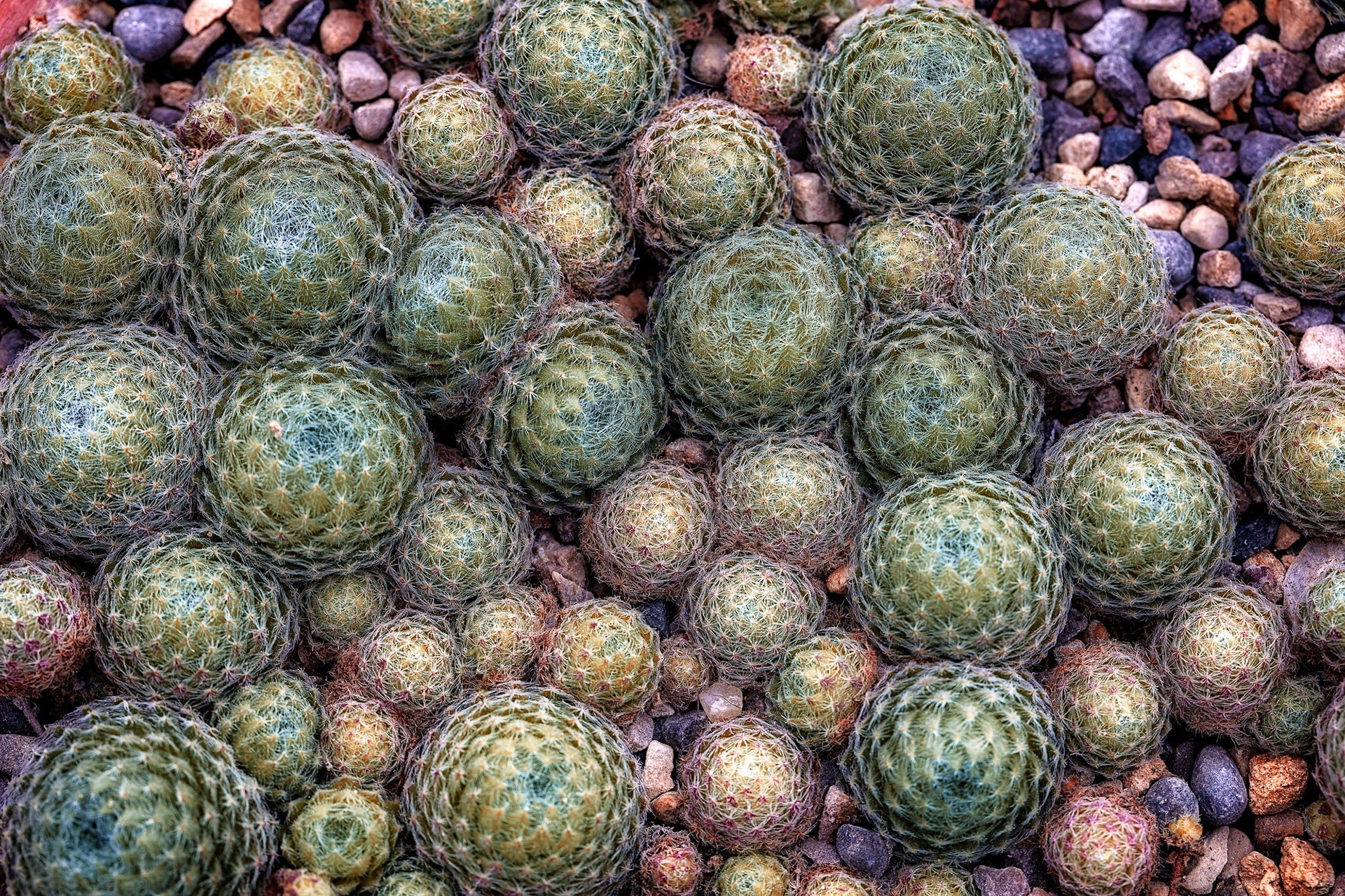 Sempervivum ciliosum, RHS Harlow Carr, UK
