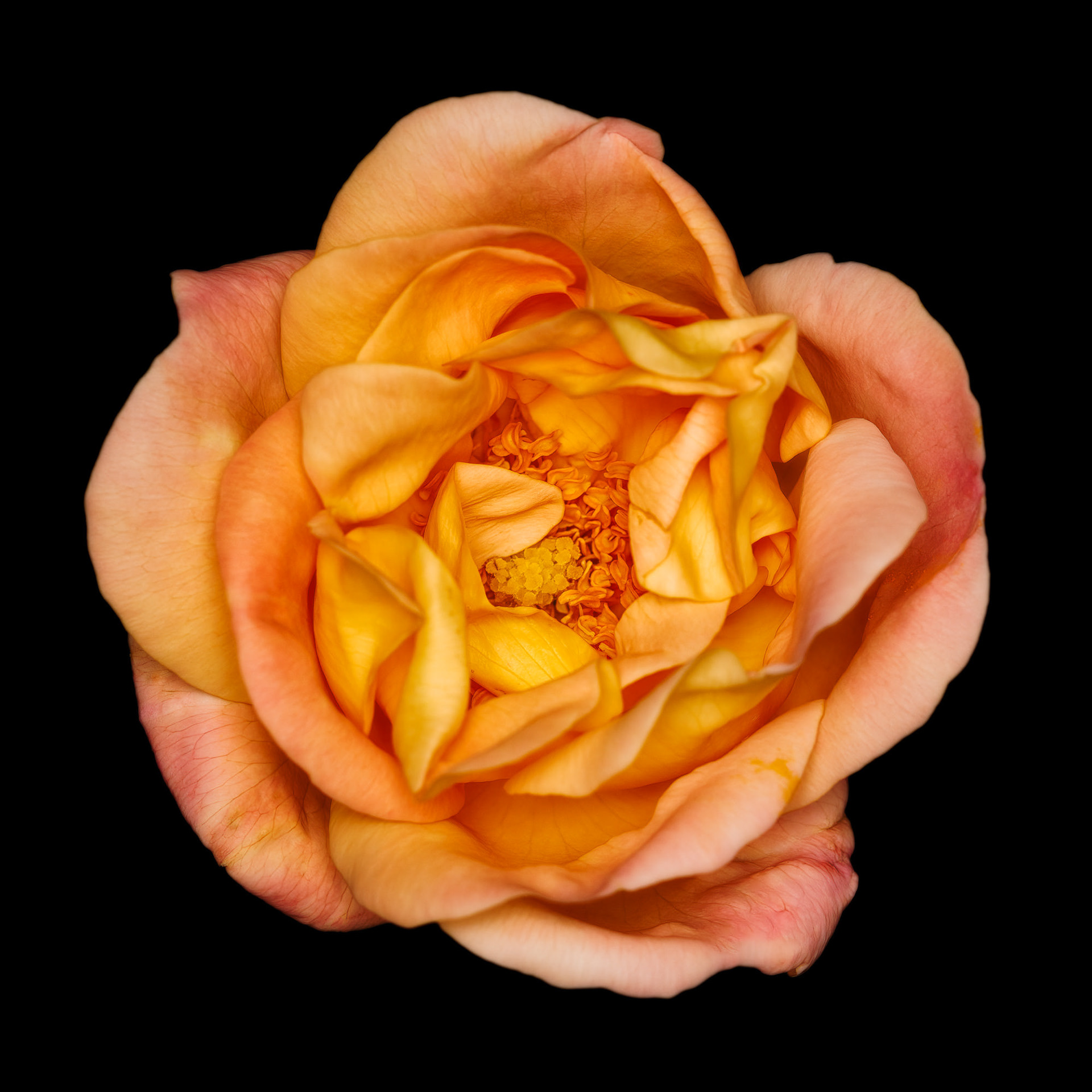 Rosa 'Dr. Eckener'