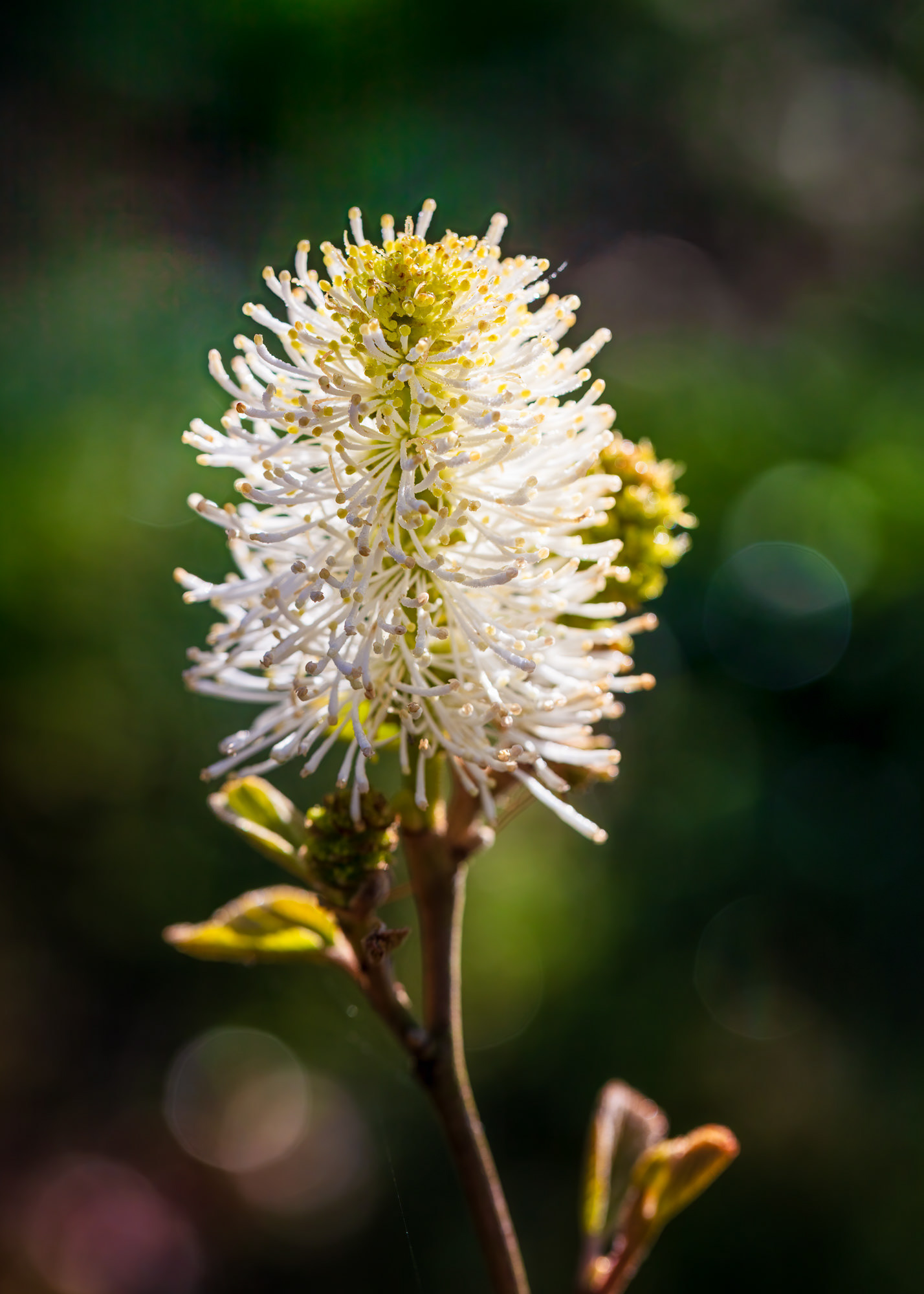 Fothergilla (witch alder), Asturias, Spain