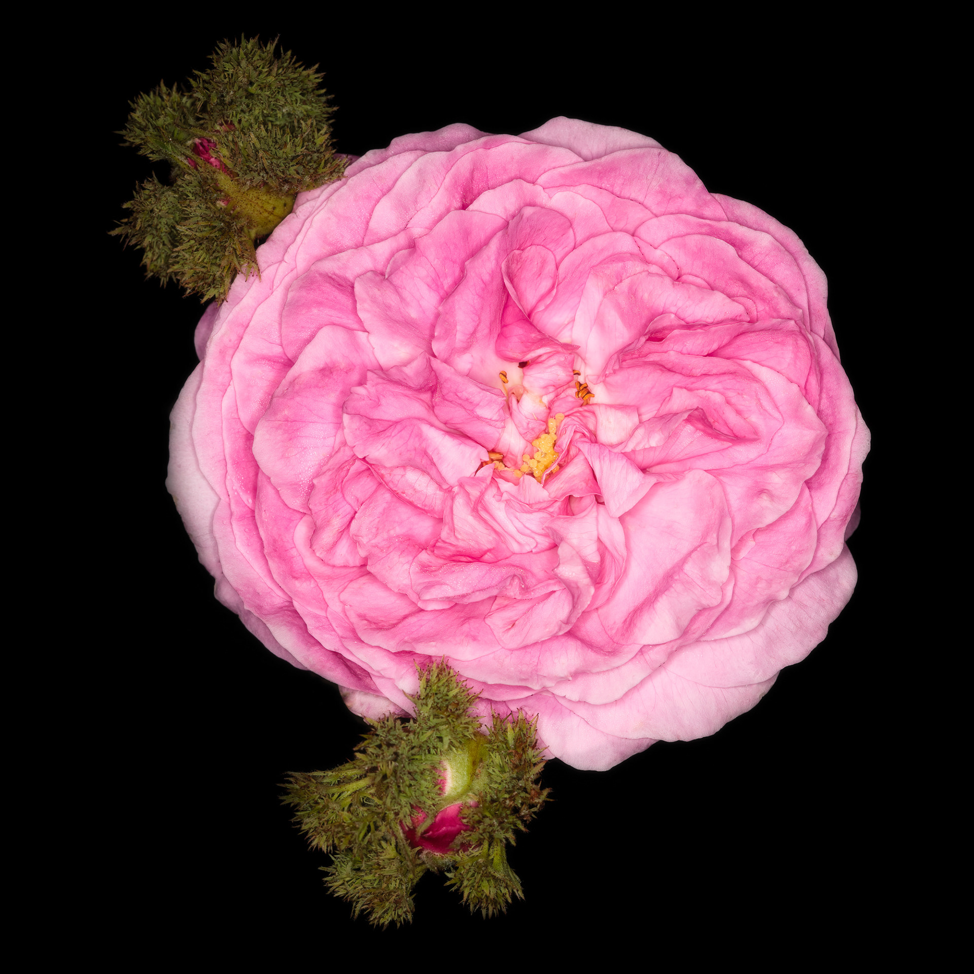 Rosa 'Chapeau de Napoléon'