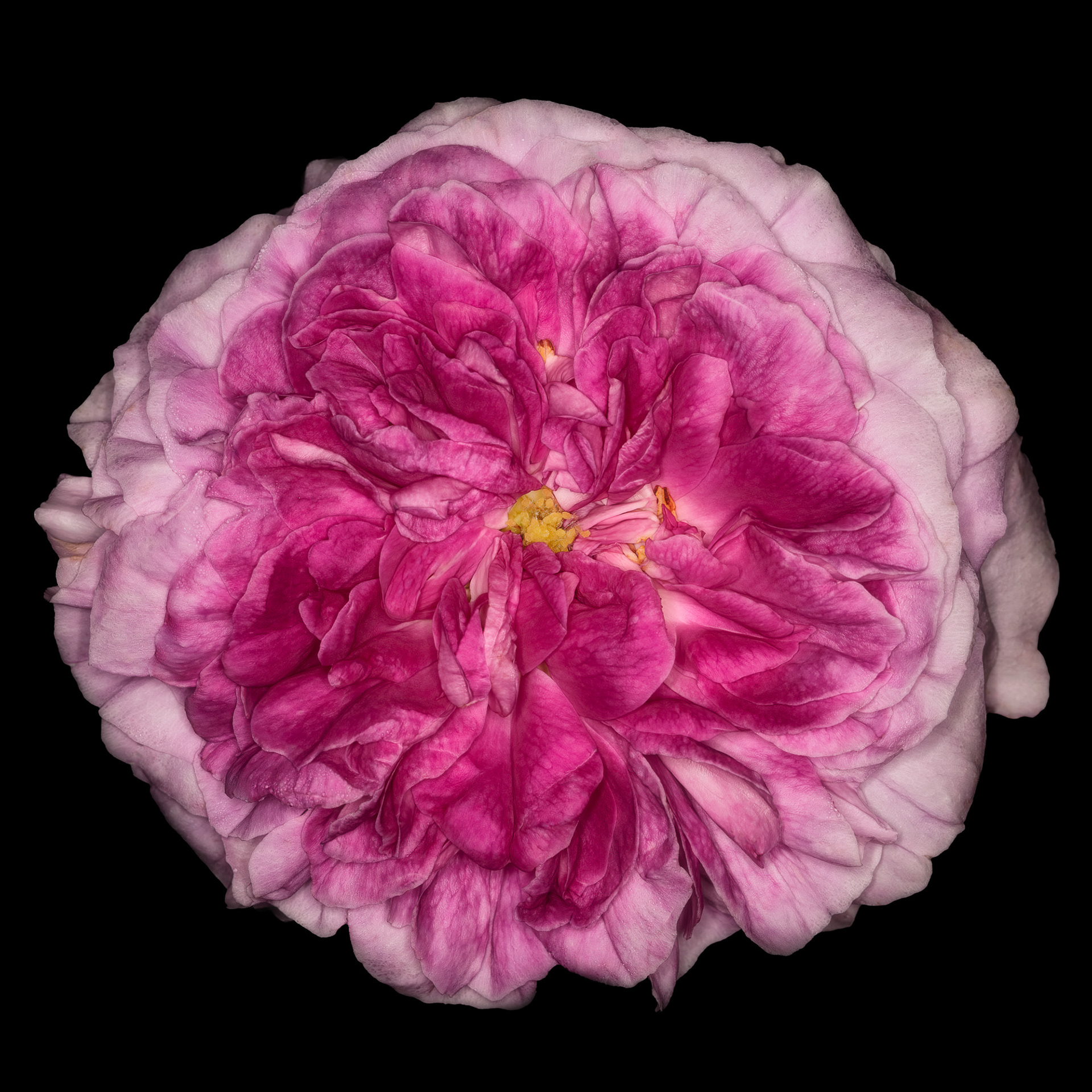Rosa 'Président de Sèze'