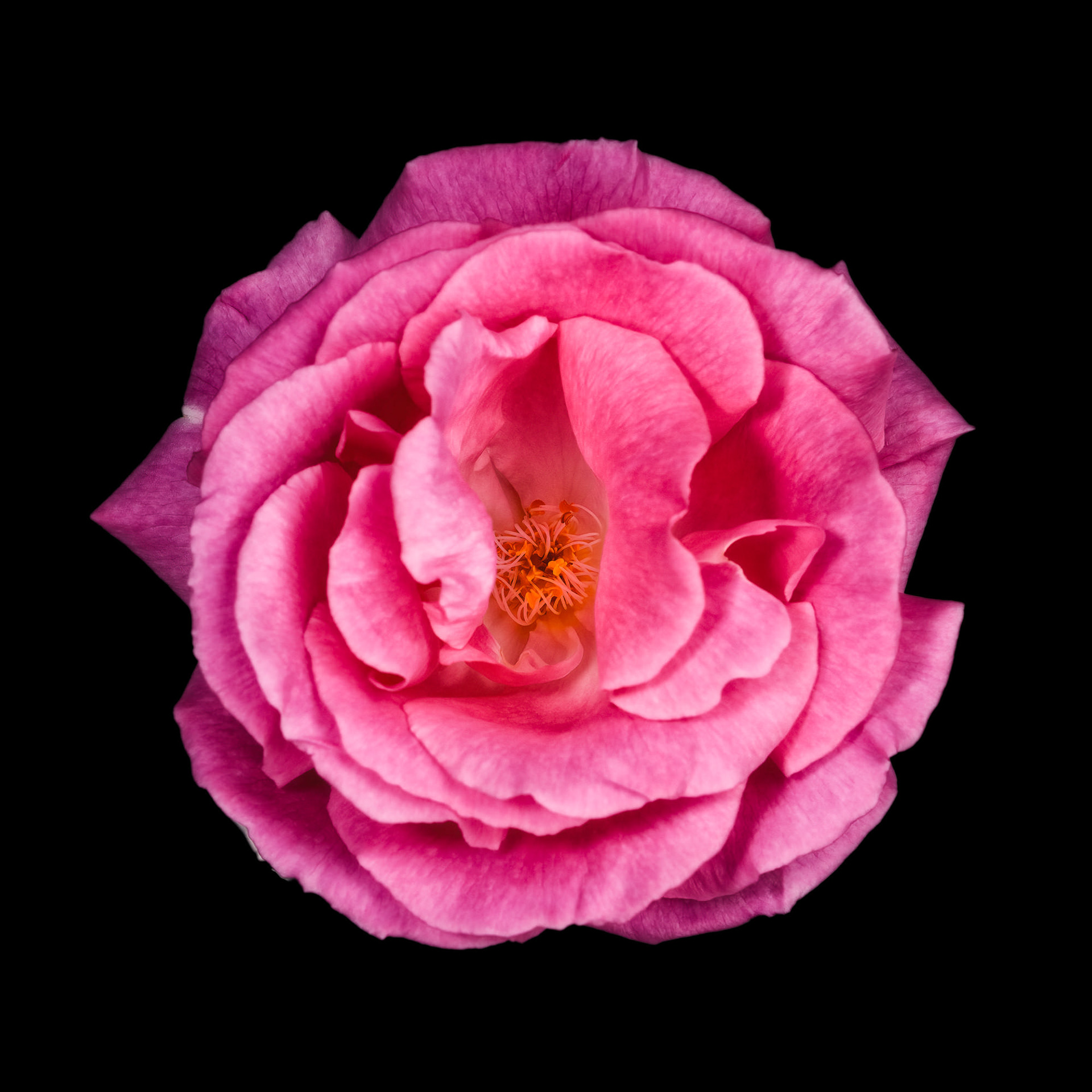 Rosa 'Zephirine Drouhin'