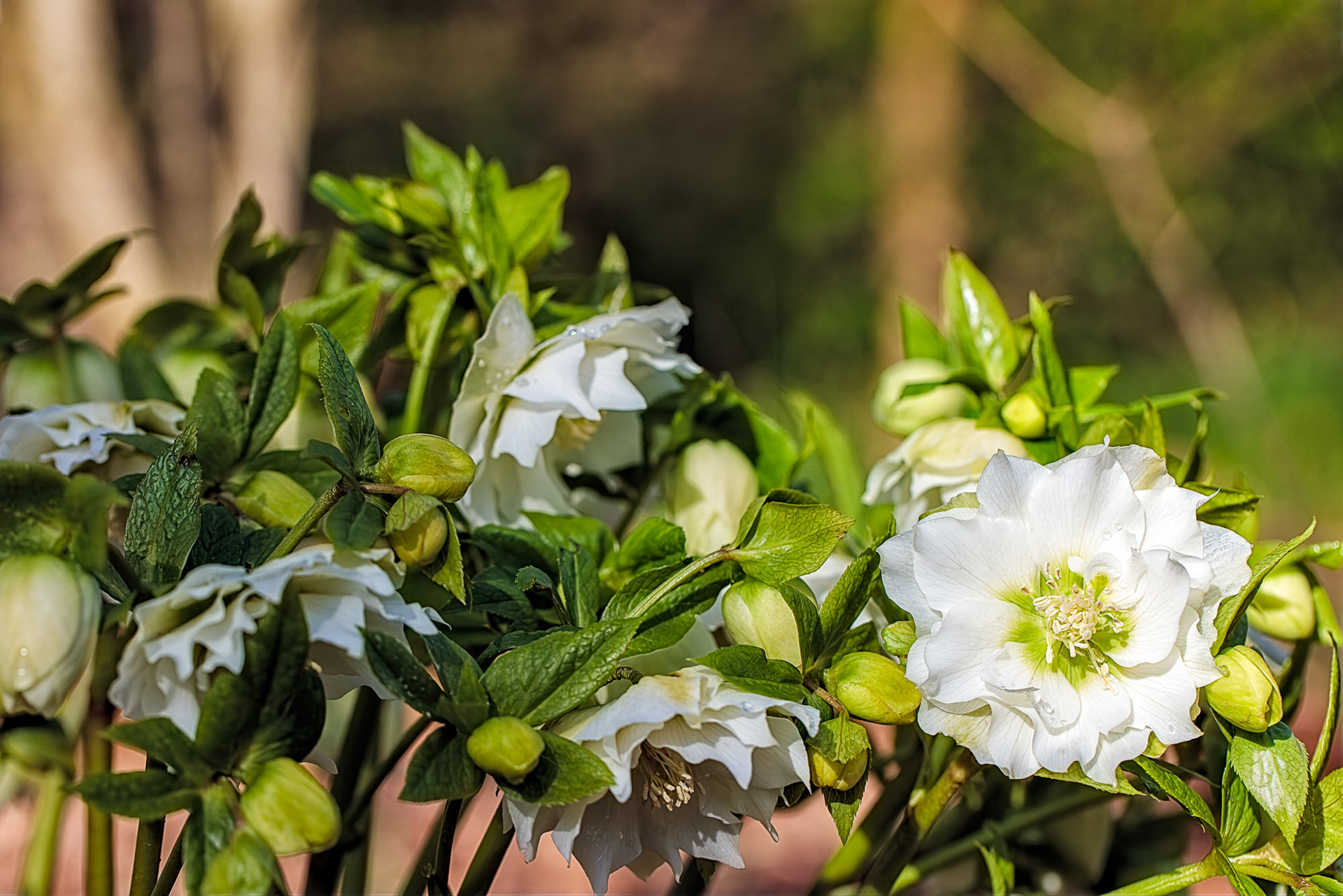 Hellebore, RHS Harlow Carr, UK