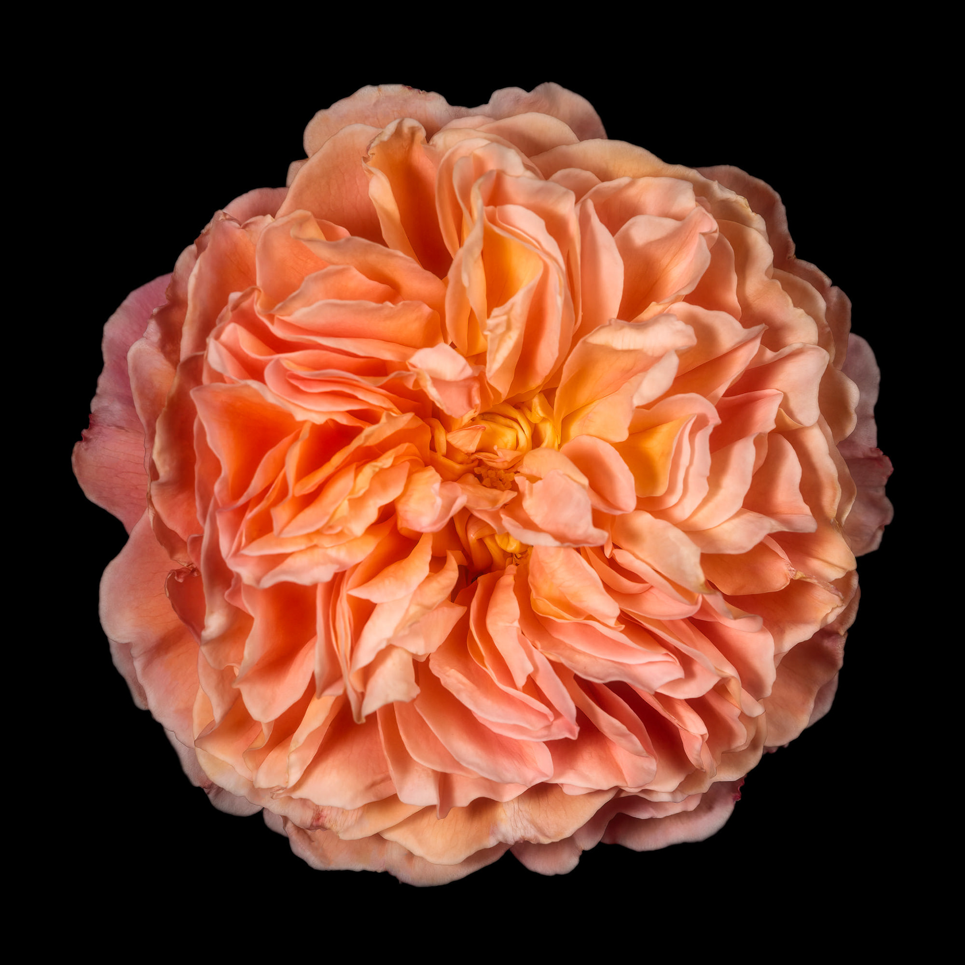 Rosa 'Crown Princess Margareta'