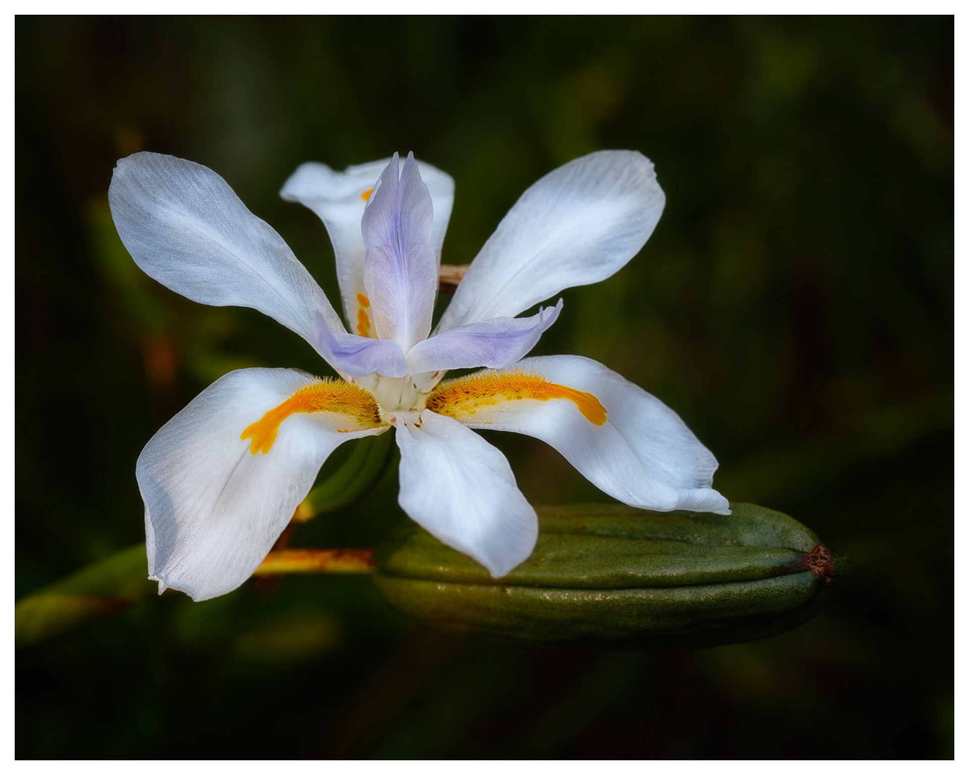 Dietes iridioides, Asturias, Spain