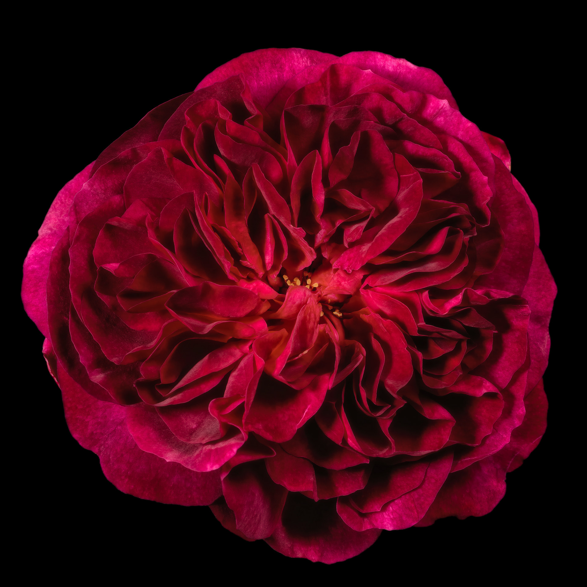 Rosa 'Munstead Wood'