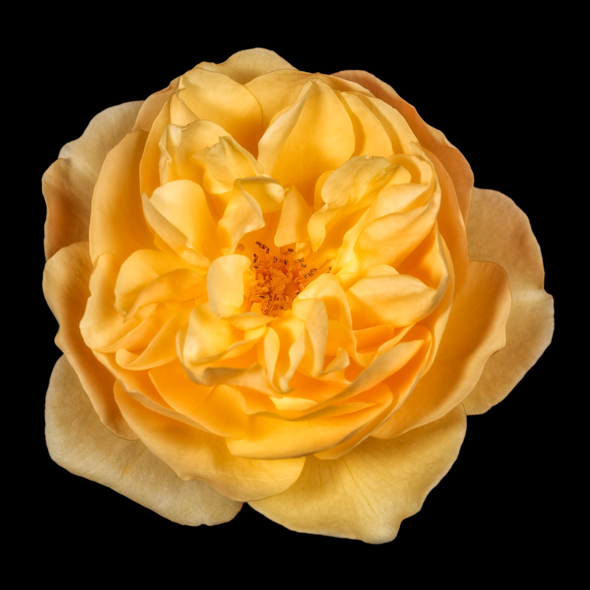 Rosa 'Graham Thomas'