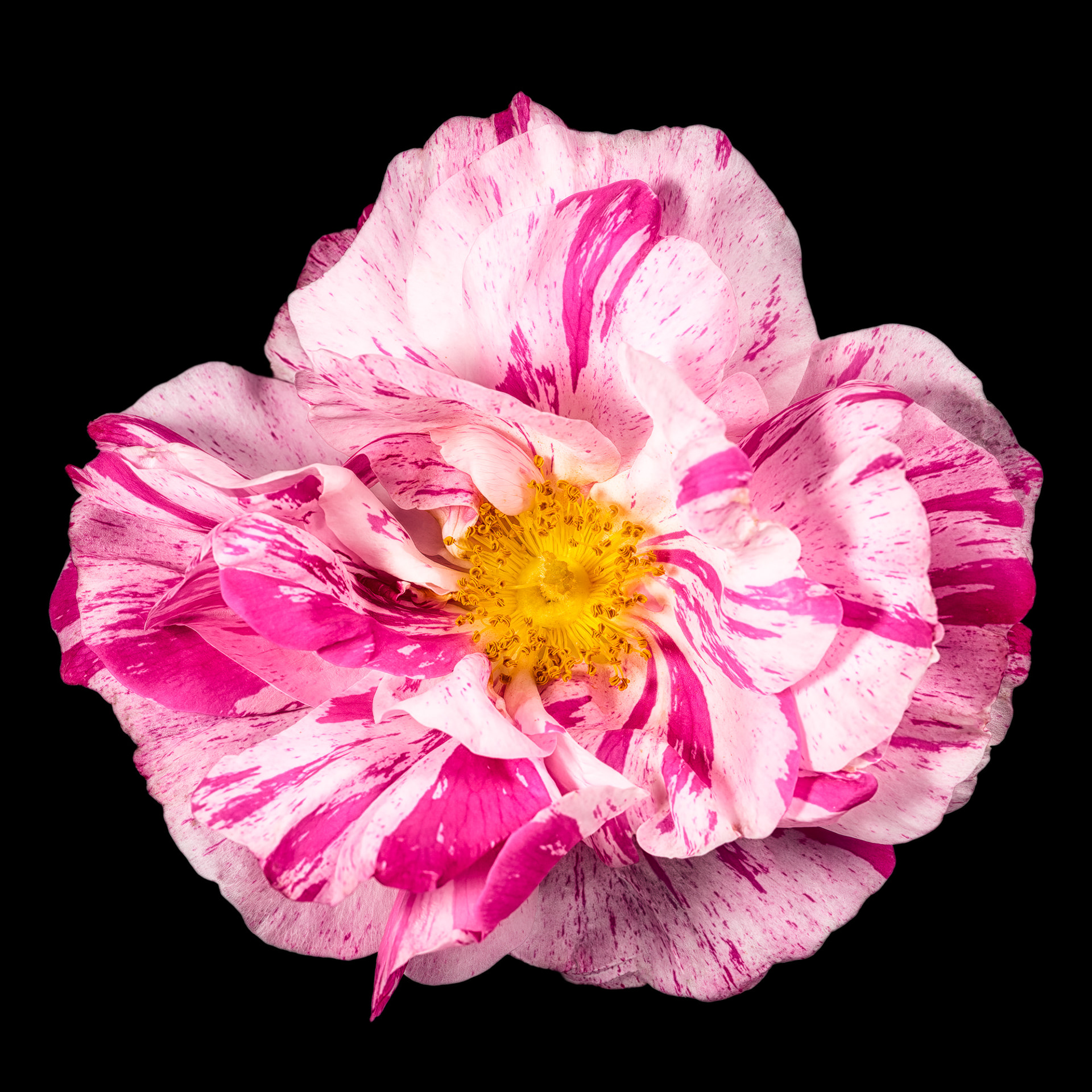 Rosa mundi