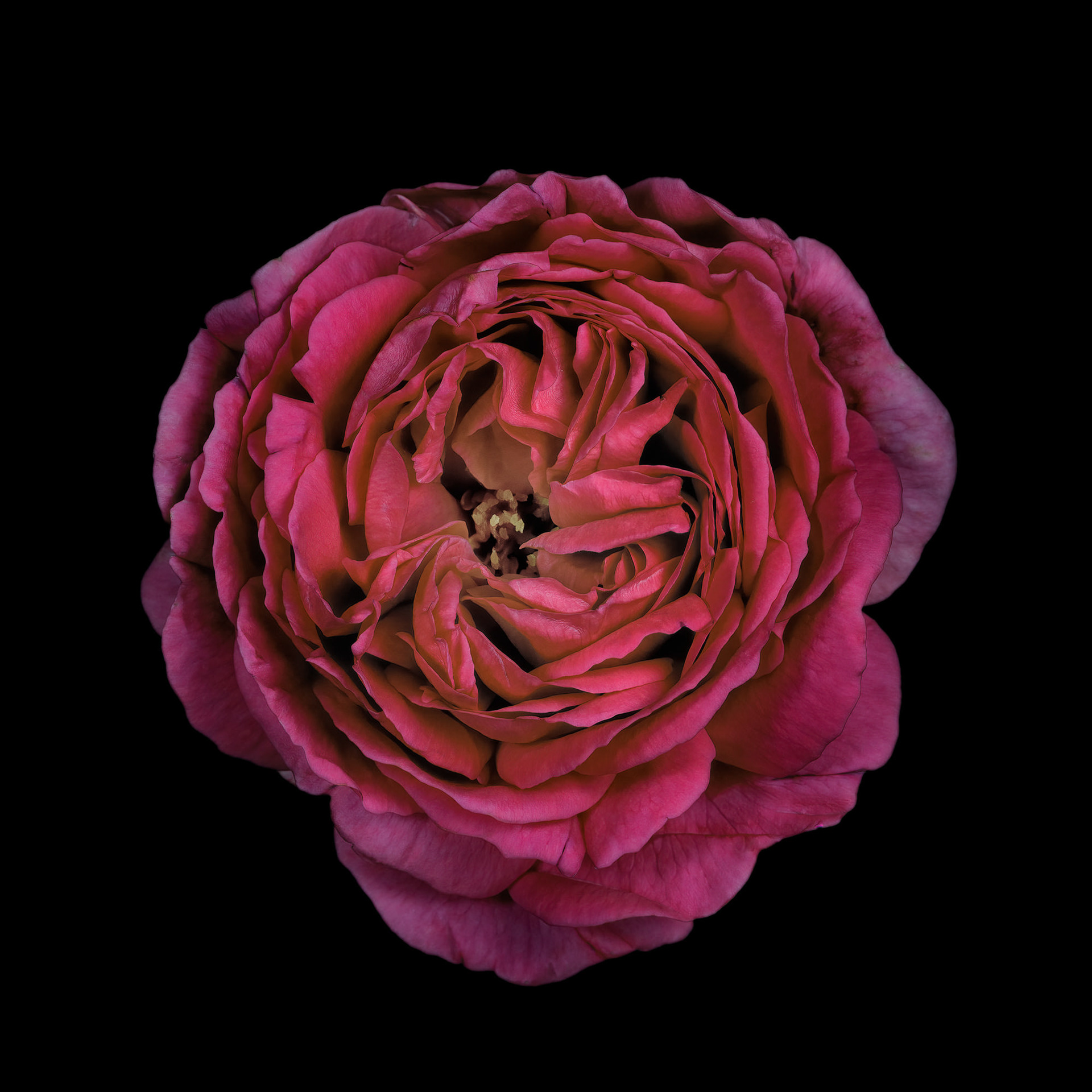 Rosa 'La Reine Victoria'