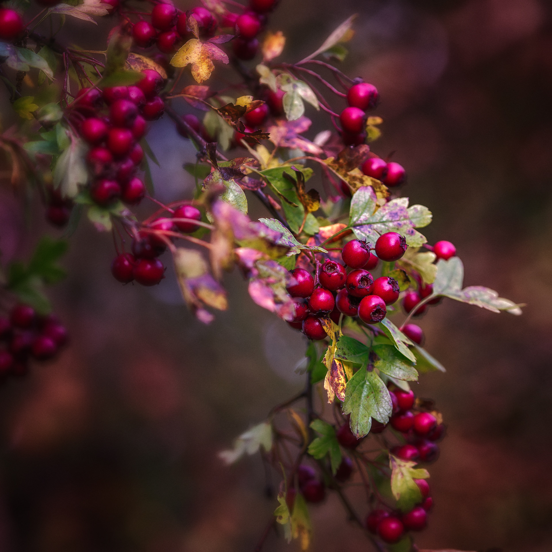 Hawthorn berries, Montgomery Canal, UK
