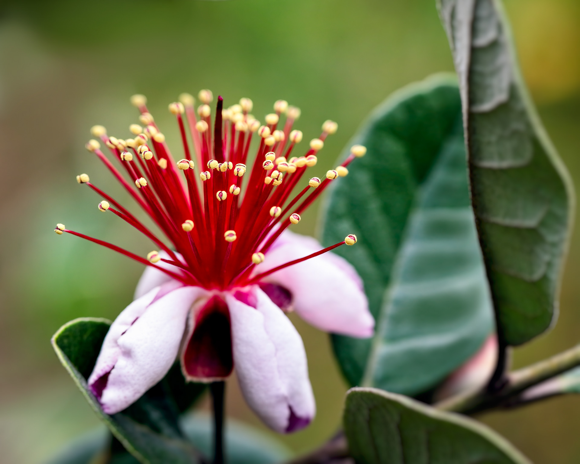 Acca sellowiana, Asturias, Spain