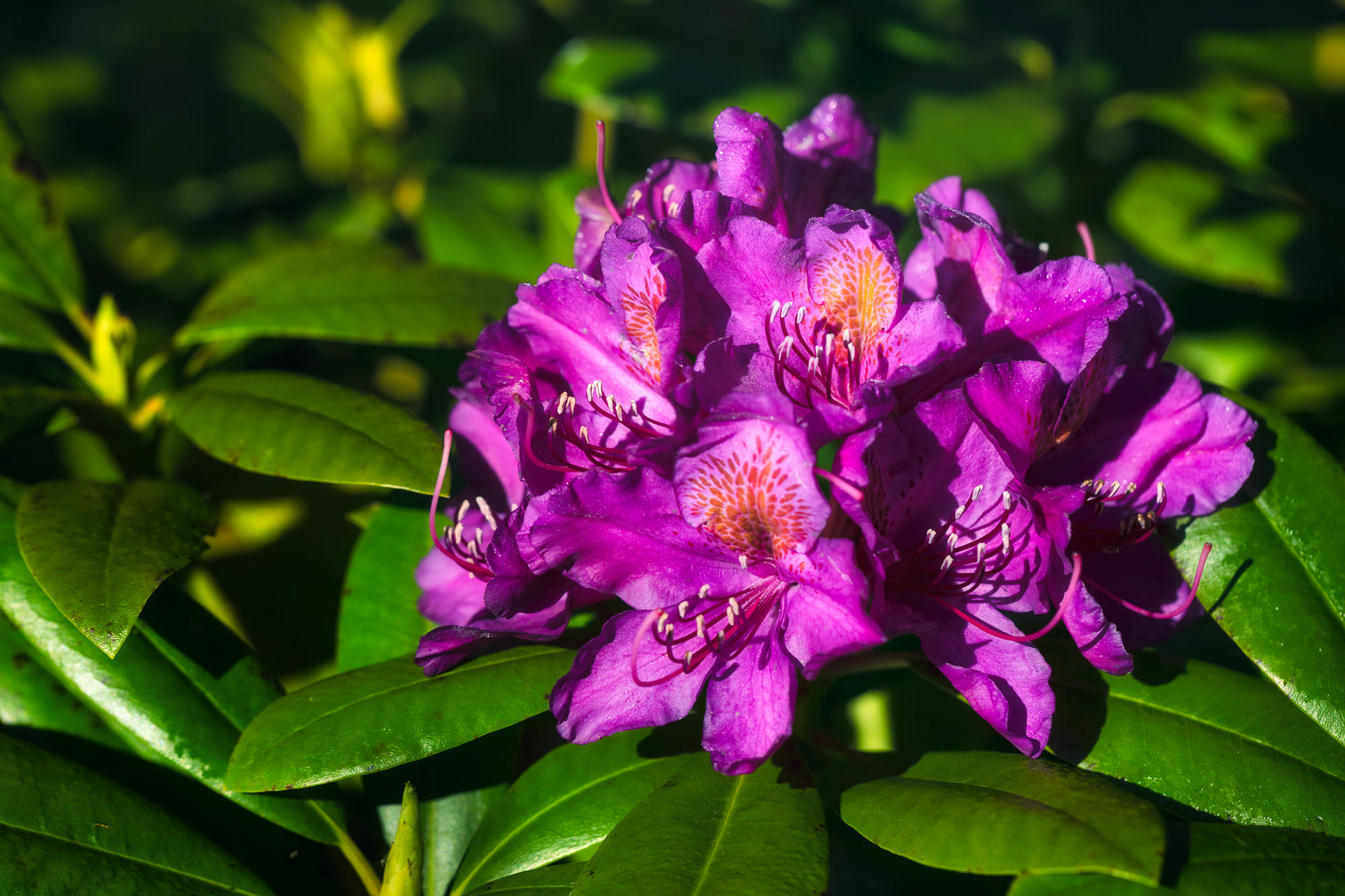 Leucospermum, Asturias, Spain
