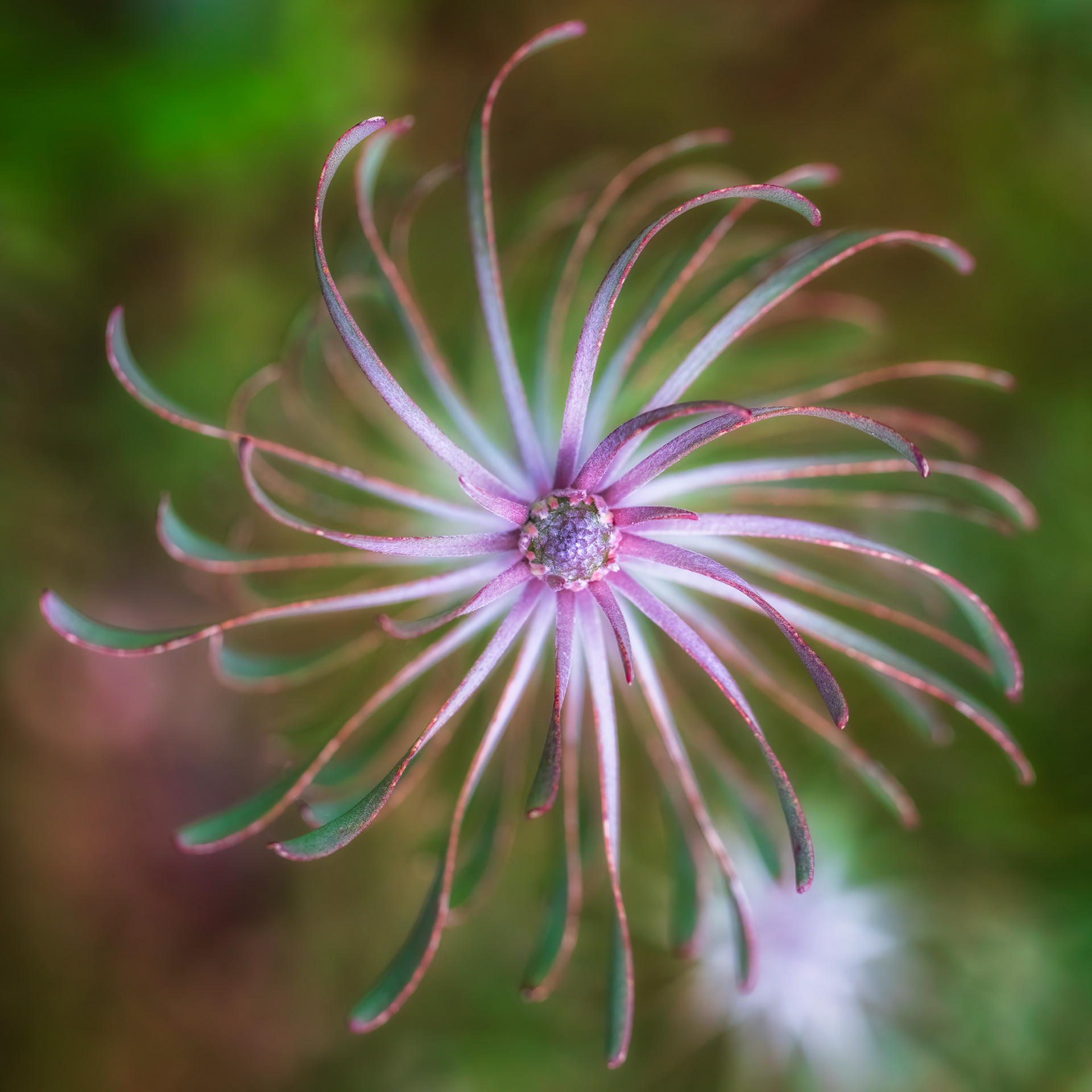 Leucospermum, Asturias, Spain