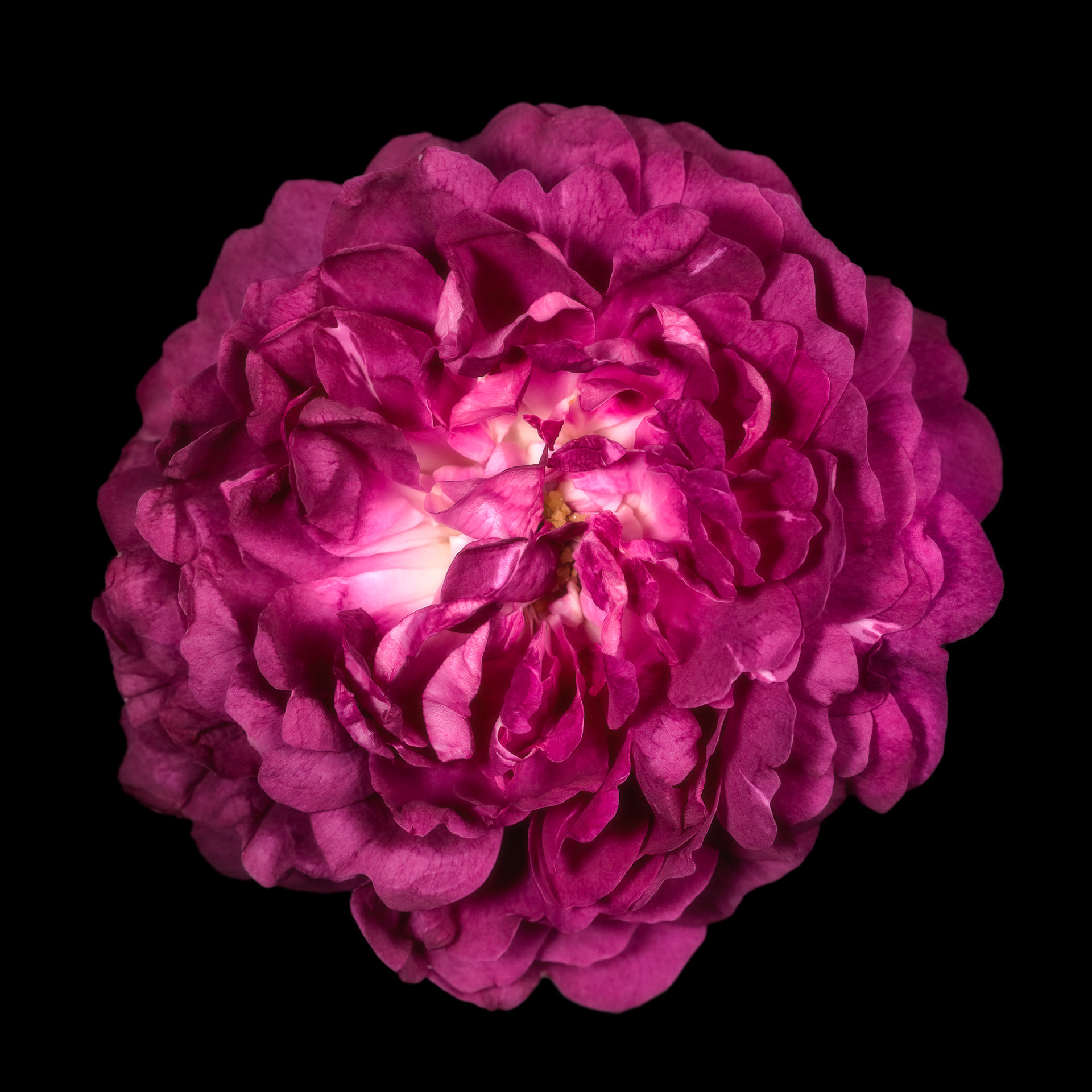 Rosa 'Cardinal de Richelieu'