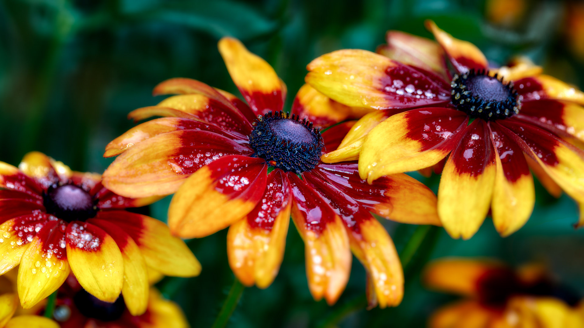Rudbeckia hirta 'Cappuccino', Asturias, Spain