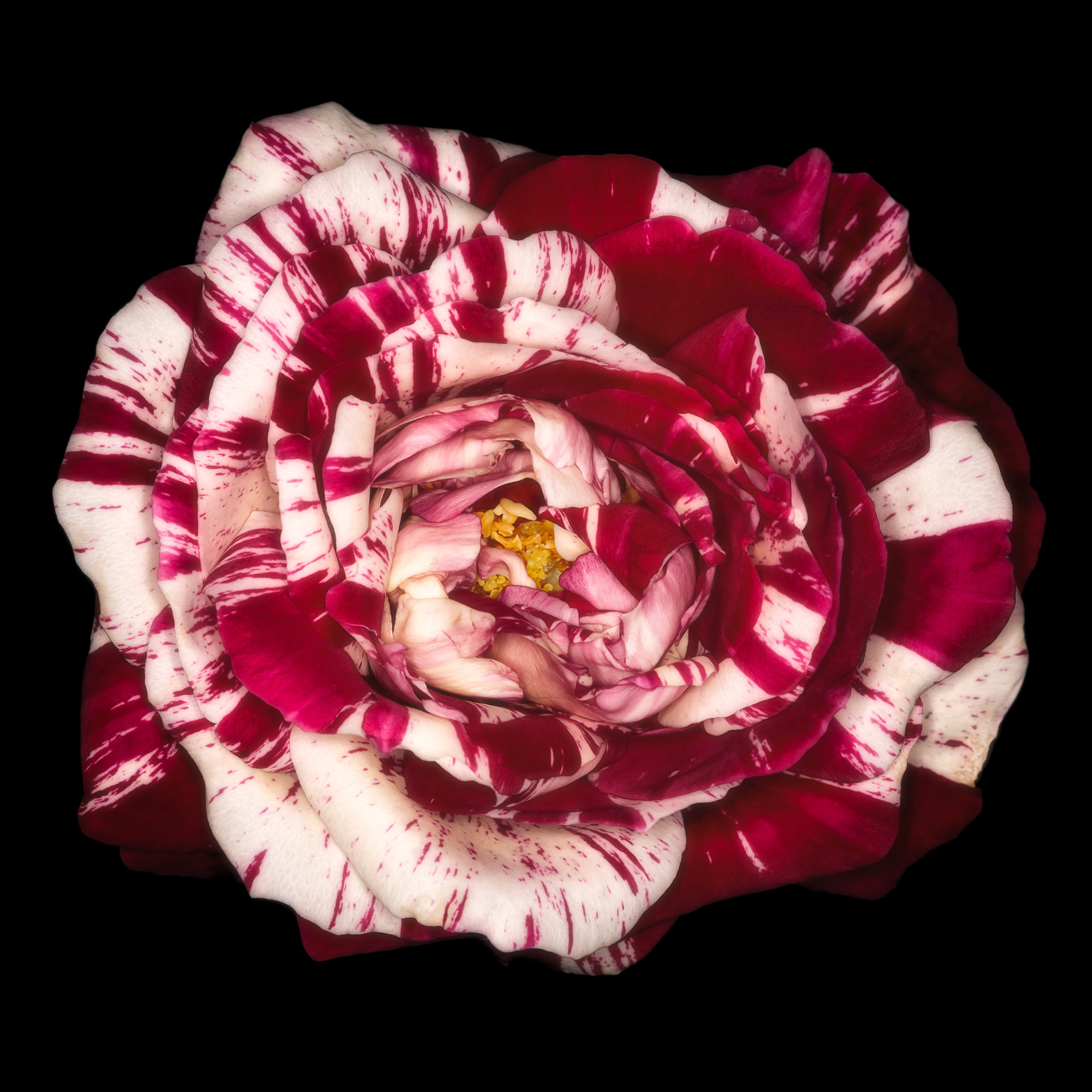 Rosa 'Julio Iglesias'