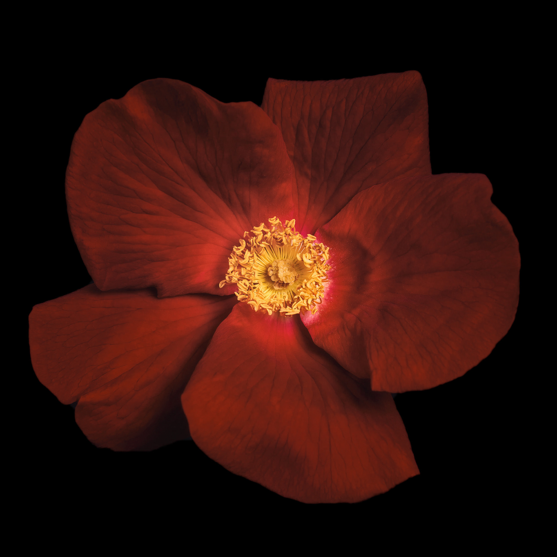 Rosa 'Scharlachglut'