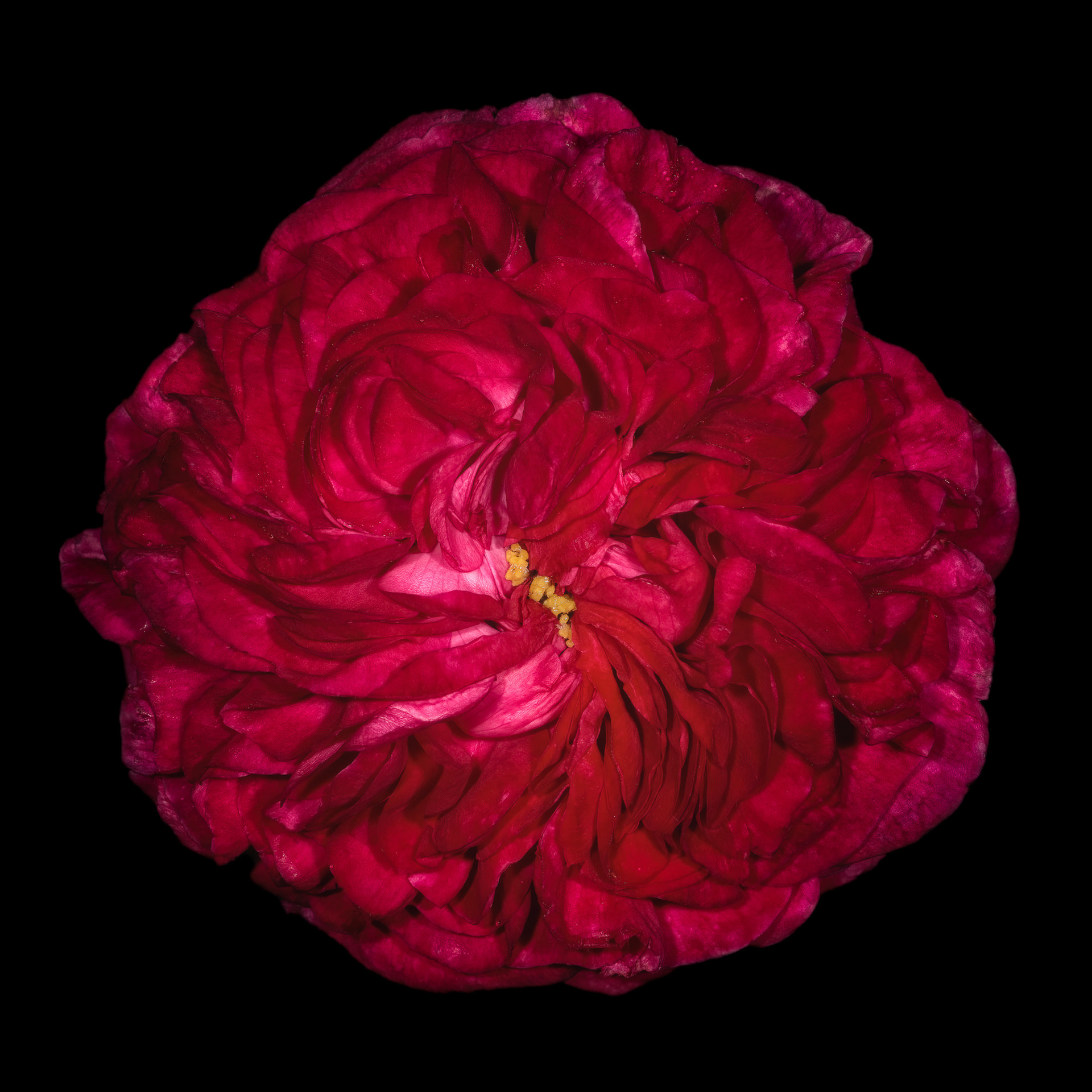 Rosa 'Charles de Mills'