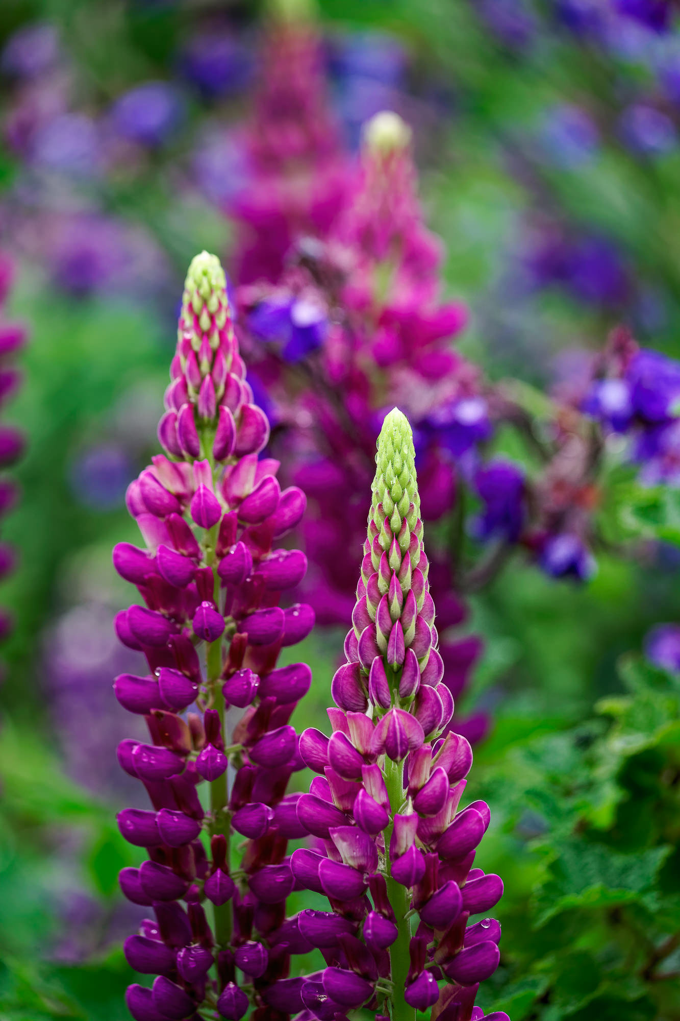 Lupine, Asturias, Spain