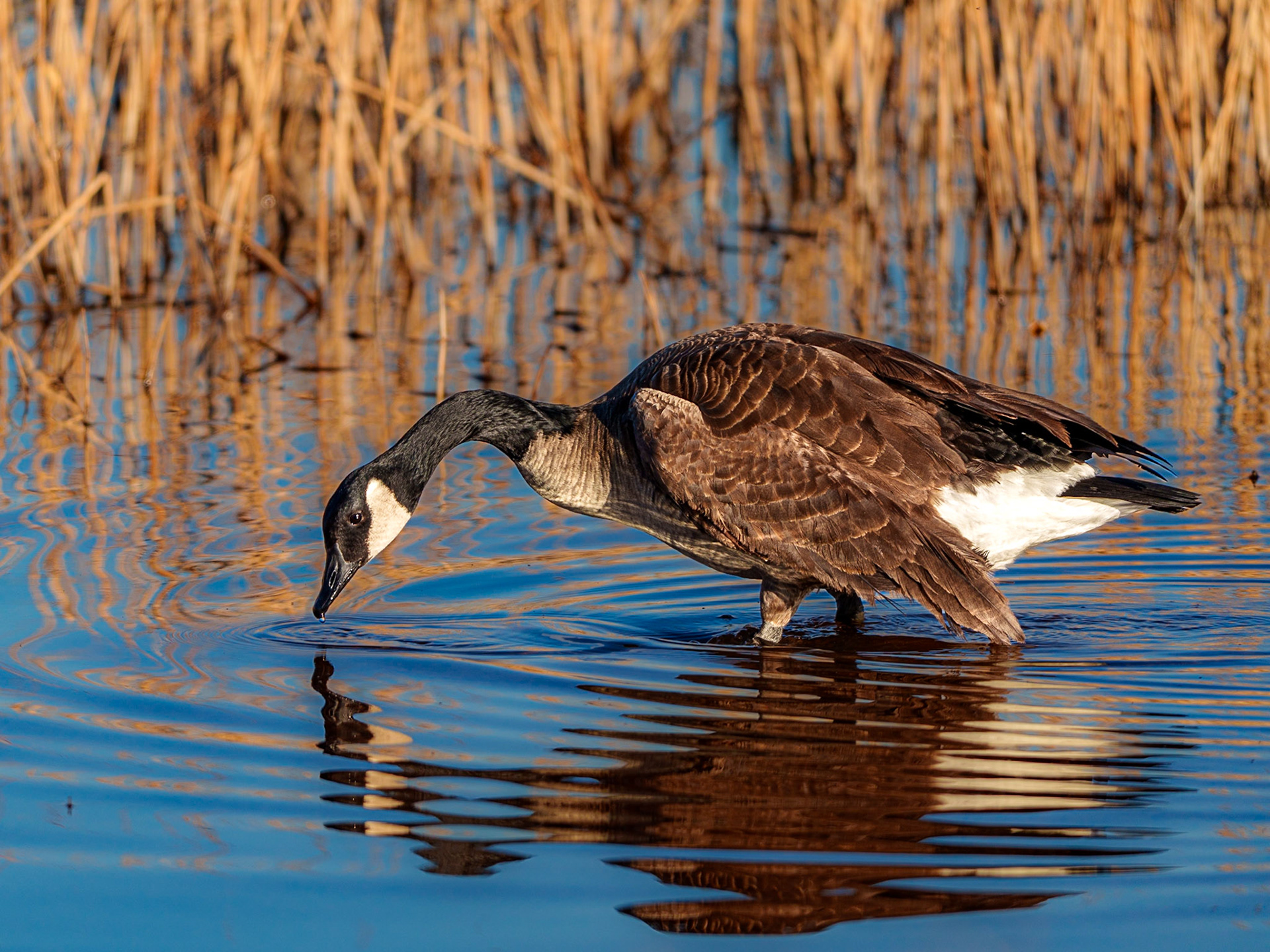 Canada Goose, Lake Stanley Draper