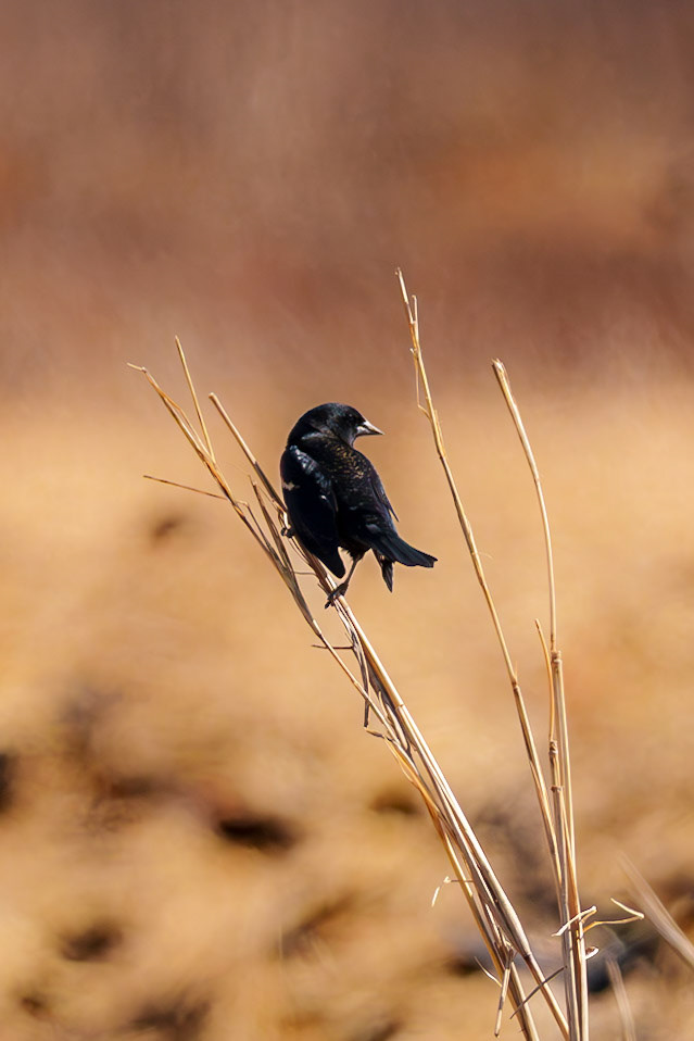Red Winged Blackbird, Sequoyah National Wildlife Refuge