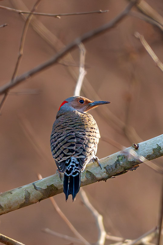 Northern Flicker, Sequoyah National Wildlife Refuge