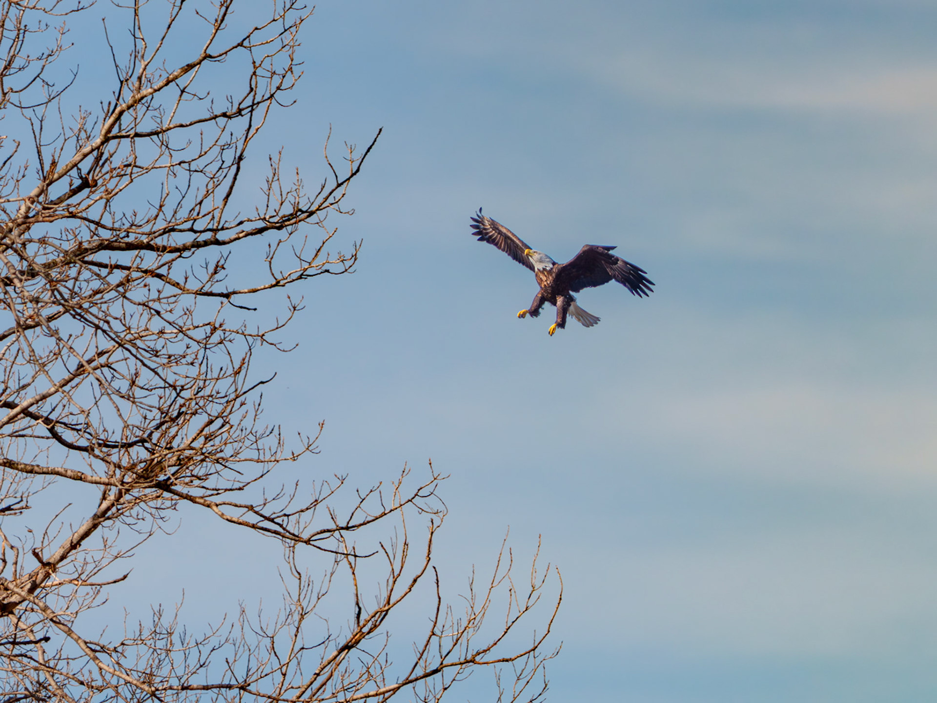 Bald Eagle, Sequoyah National Wildlife Refuge