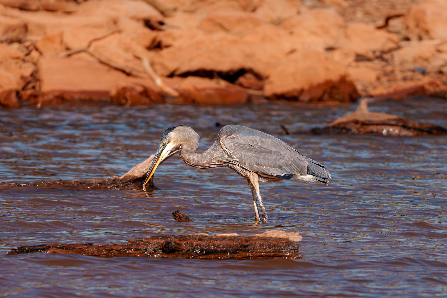 Great Blue Heron, Lake Thunderbird