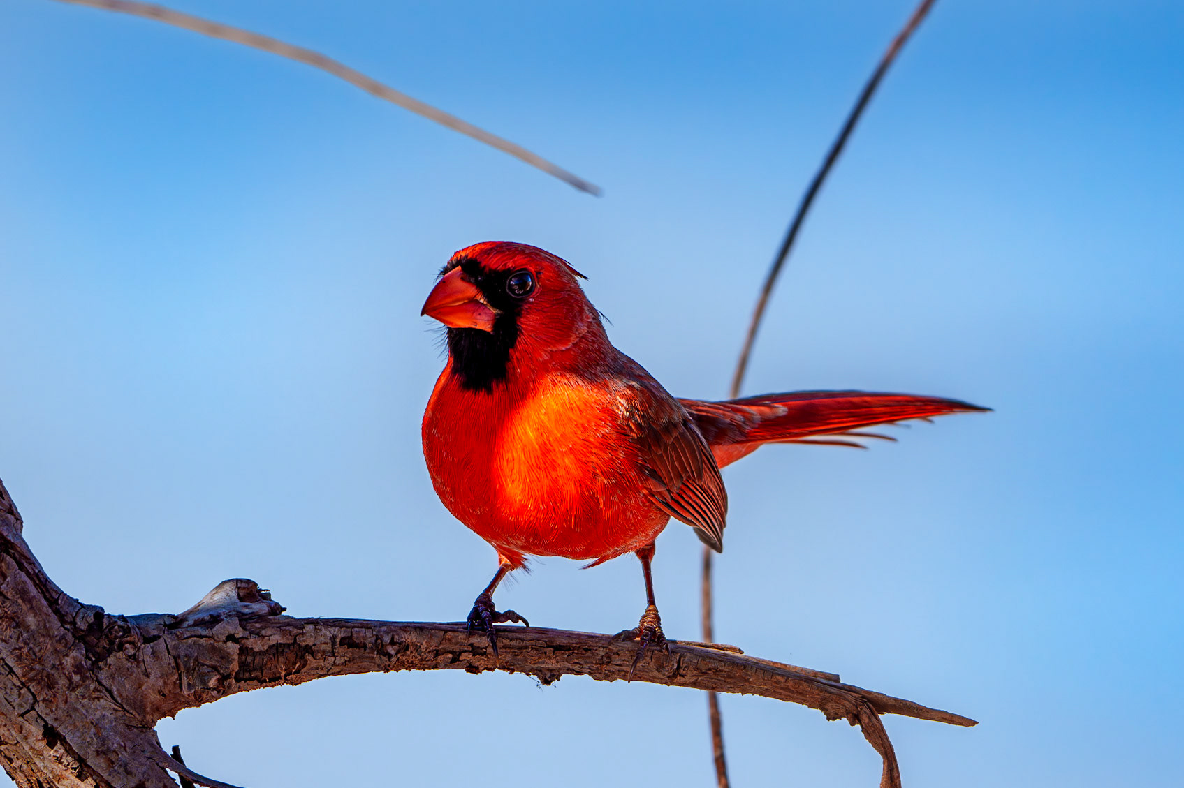 Northern Cardinal, Lake Thunderbird