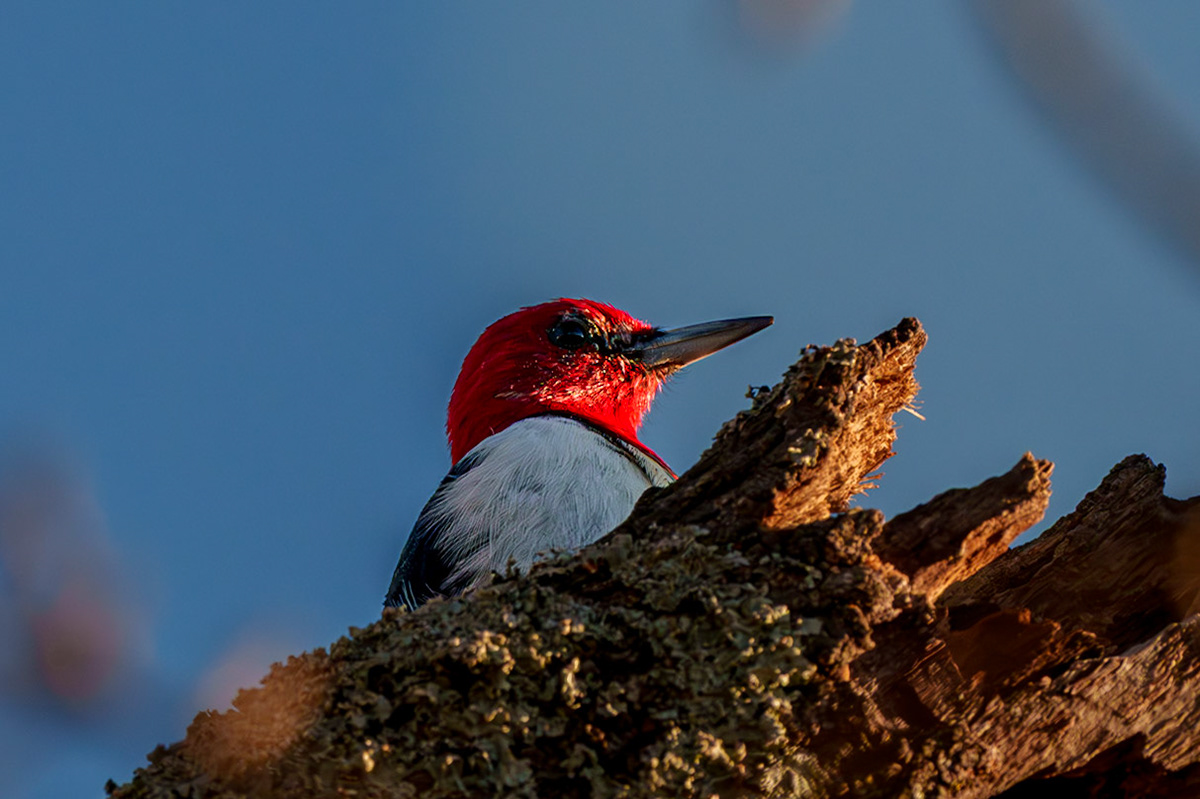 Red-headed Woodpecker, Lake Stanley Draper