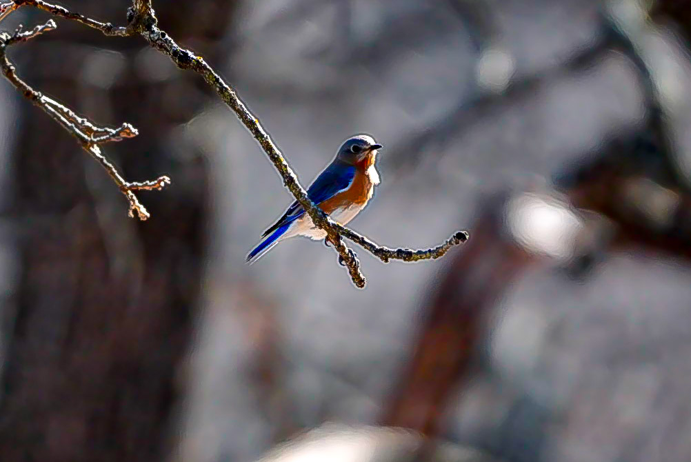 Eastern Bluebird, Lake Thunderbird