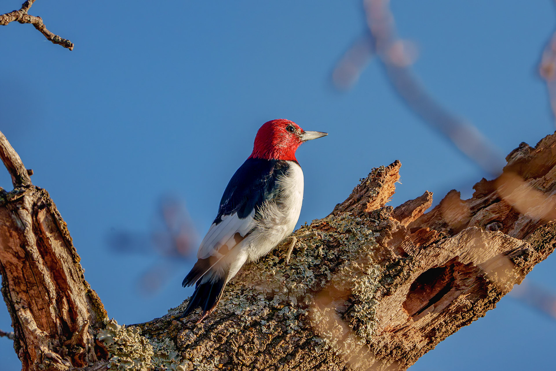 Red-headed Woodpecker, Lake Stanley Draper