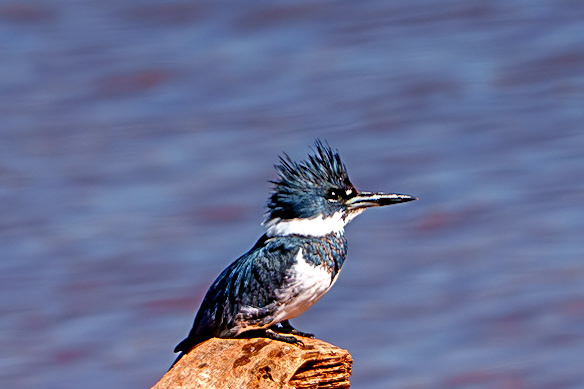 Belted Kingfisher, Lake Thunderbird