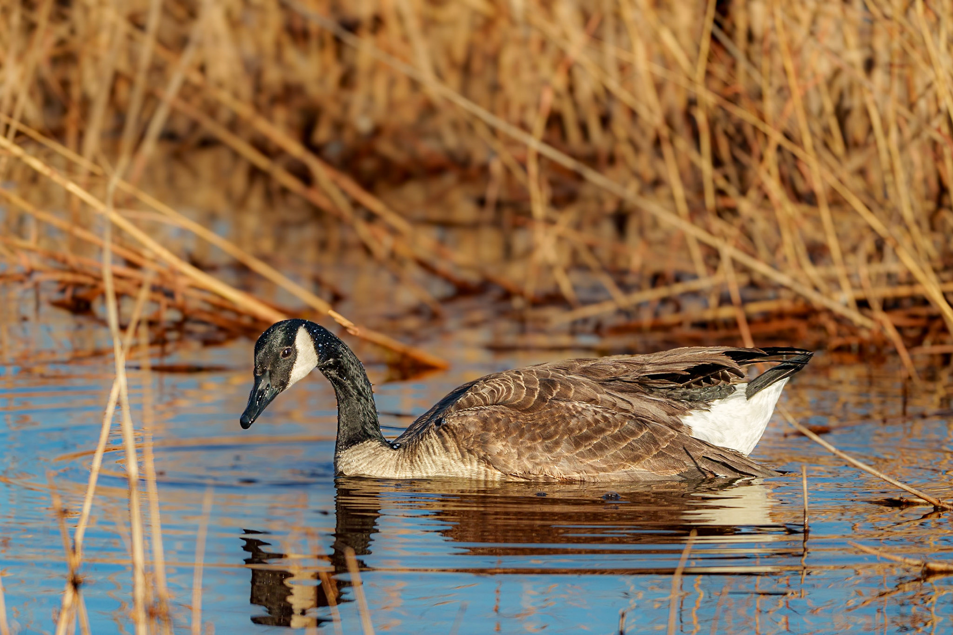 Canada Goose, Lake Stanley Draper