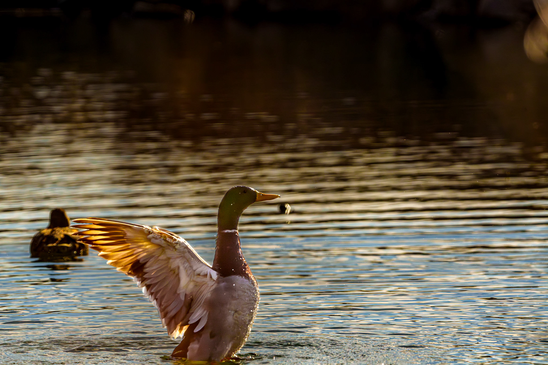 Mallard, Arkansas River, Tulsa