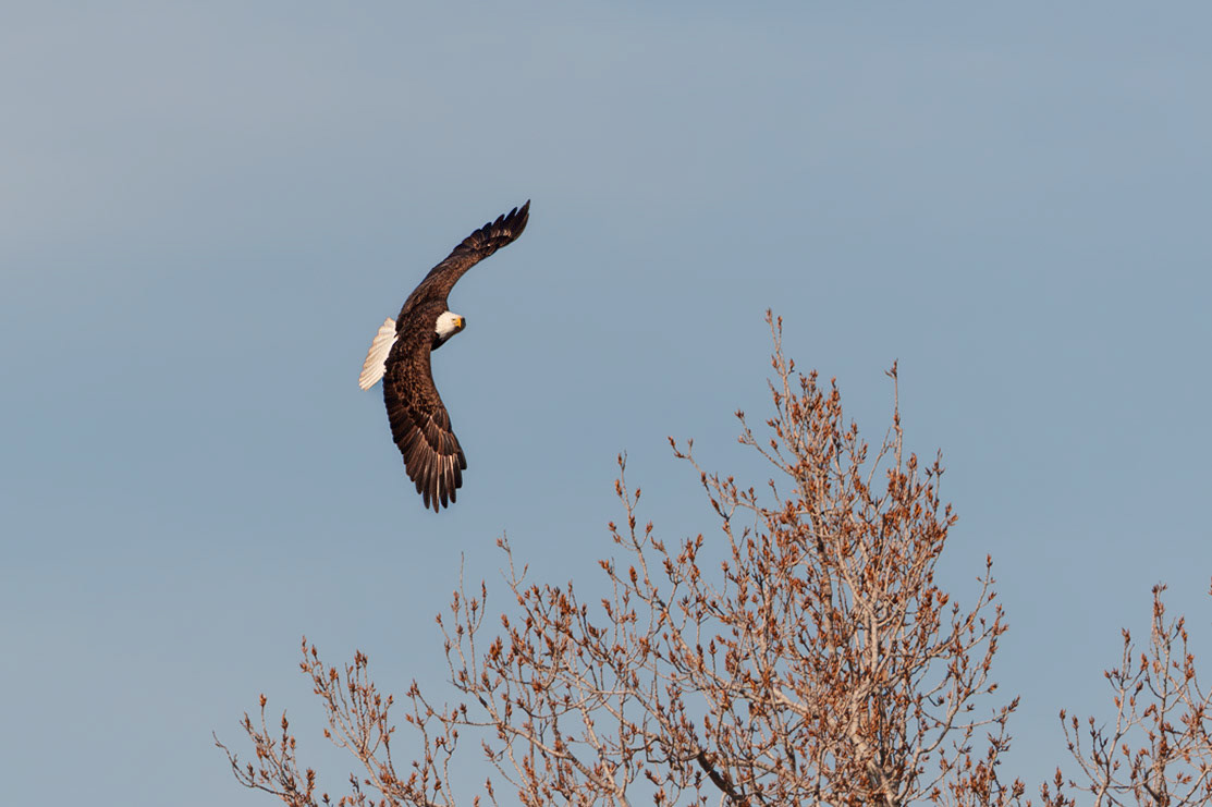 Bald Eagle, Sequoyah National Wildlife Refuge