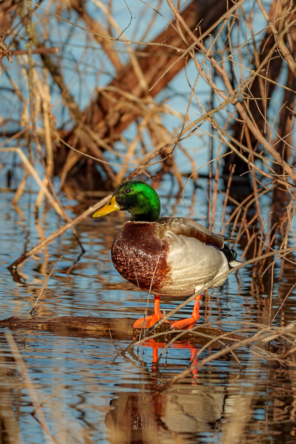 Mallard, Lake Stanley Draper
