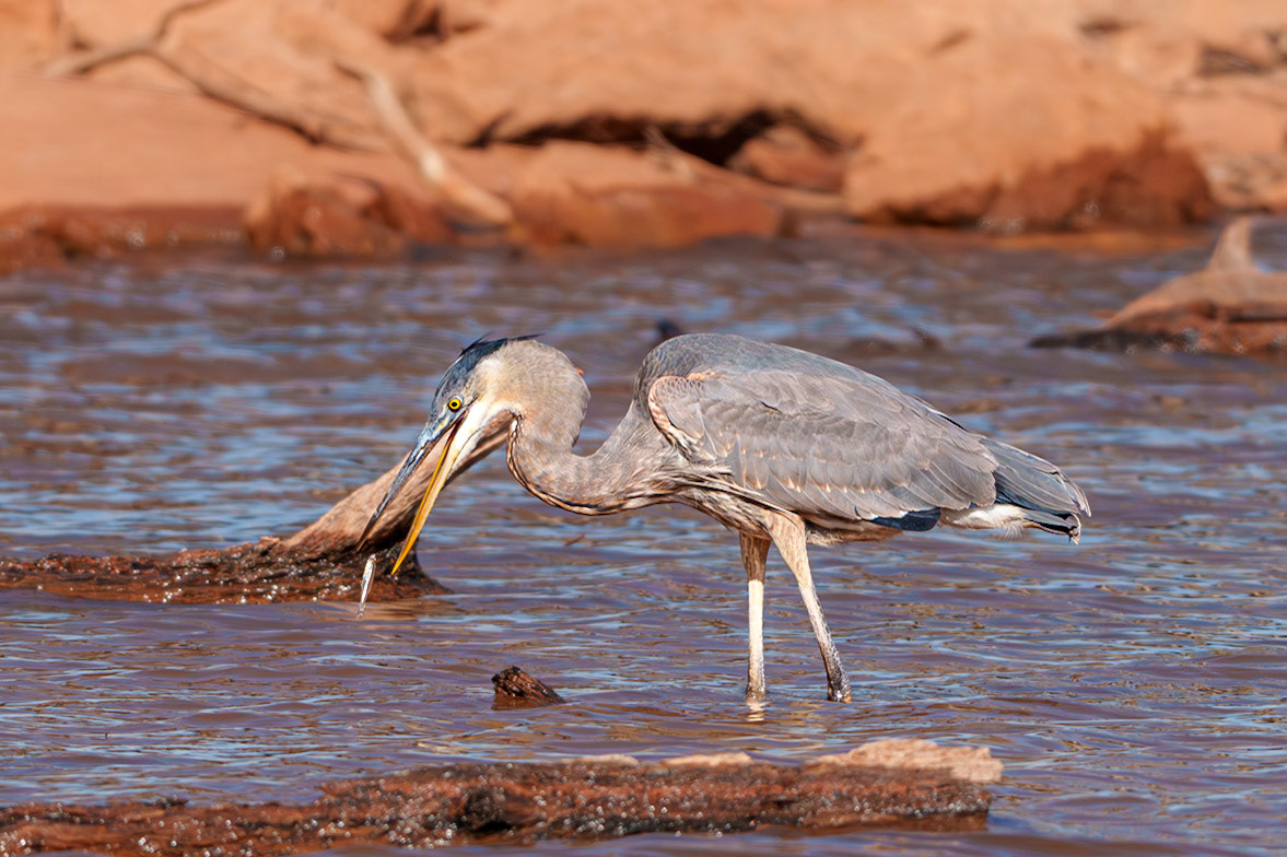 Great Blue Heron, Lake Thunderbird