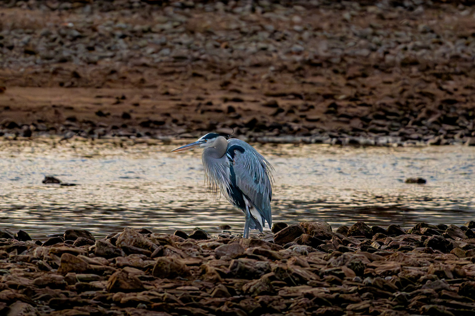 Great Blue Heron, Arkansas River, Tulsa