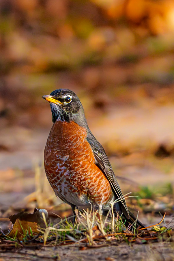 American Robin, Tulsa