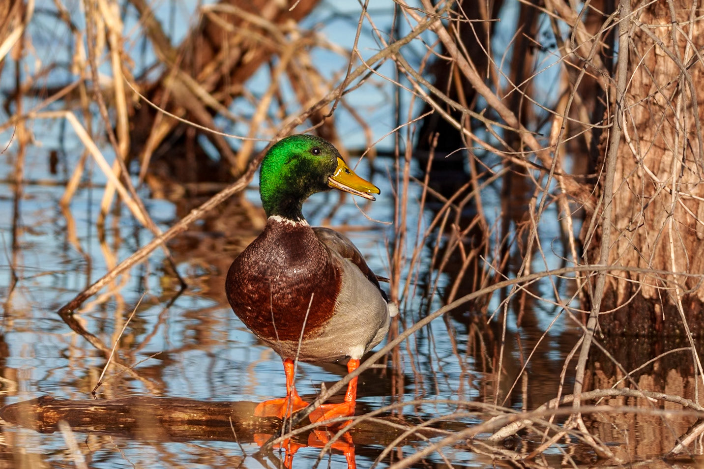 Mallard, Lake Stanley Draper