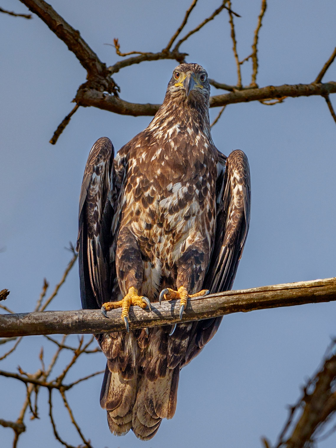 Juvenile Bald Eagle, Sequoyah National Wildlife Refuge