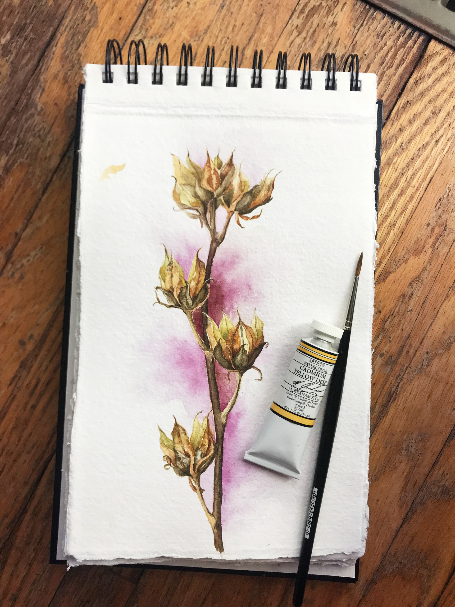 Rose of Sharon