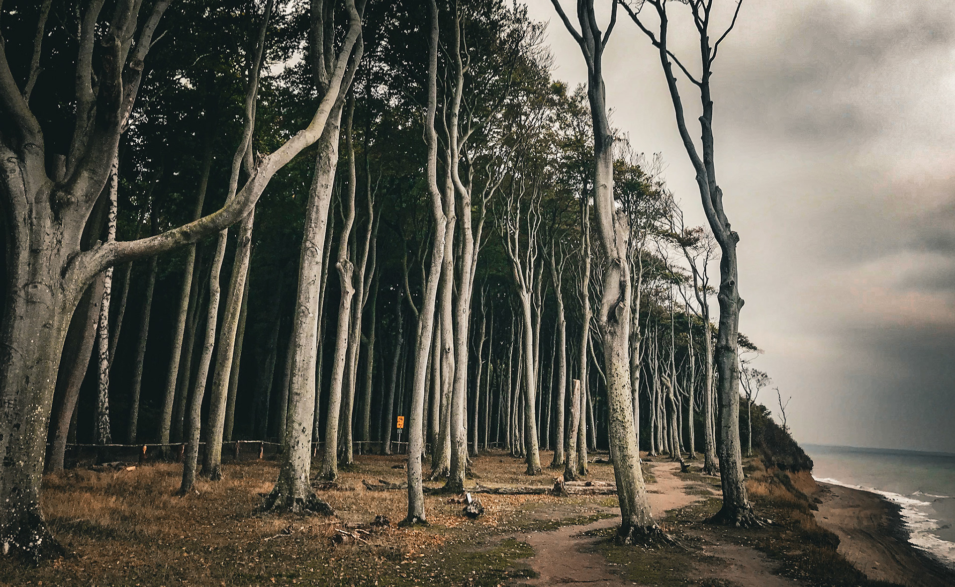 Gespensterwald bei Nienhagen