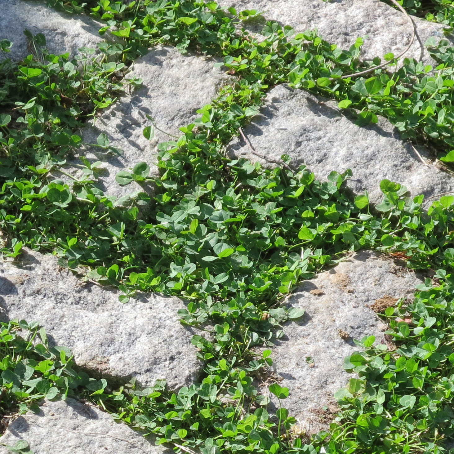 Stone walk with clover, E16th St., Brooklyn