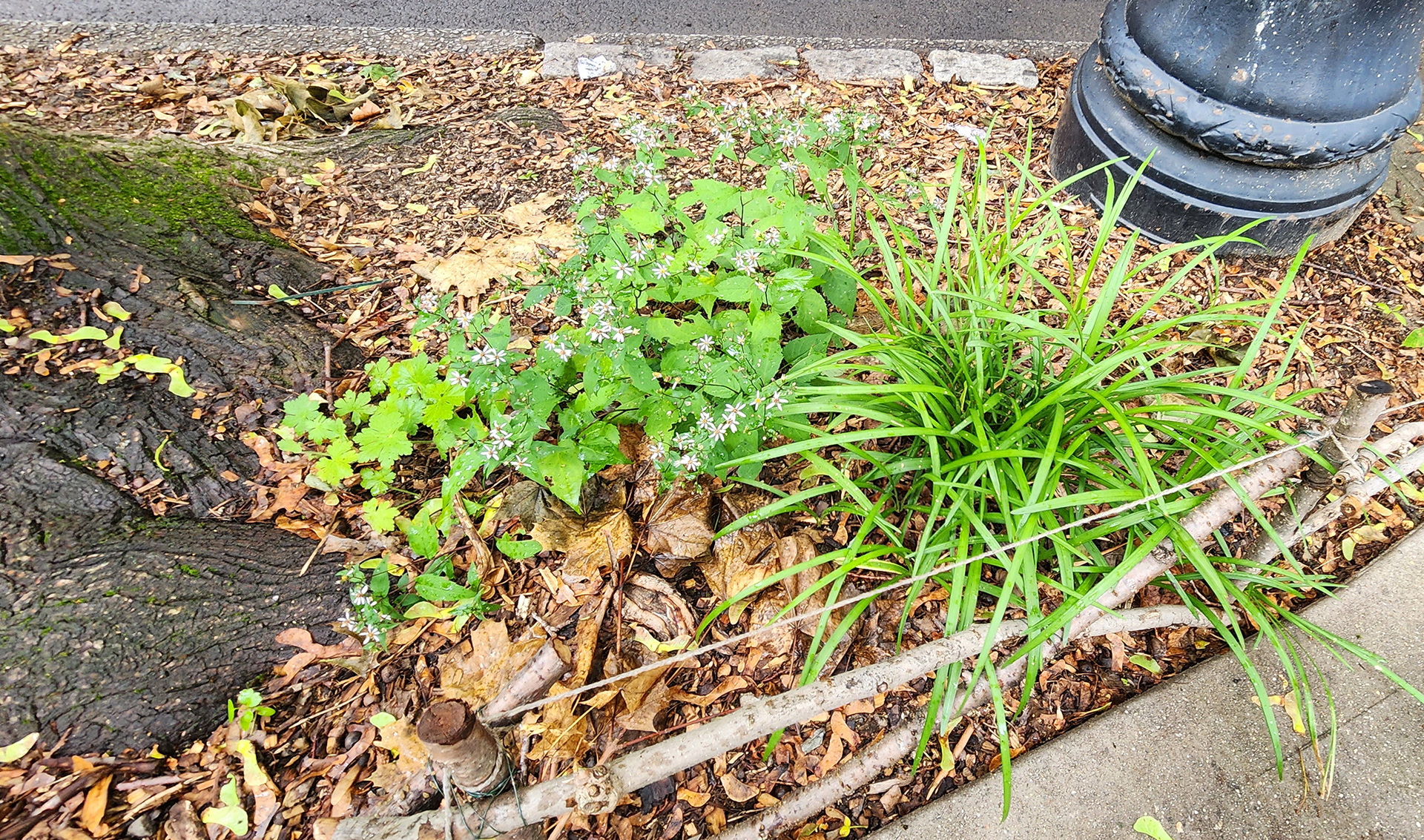 Sidewalk Garden, Ditmas Park, Brooklyn